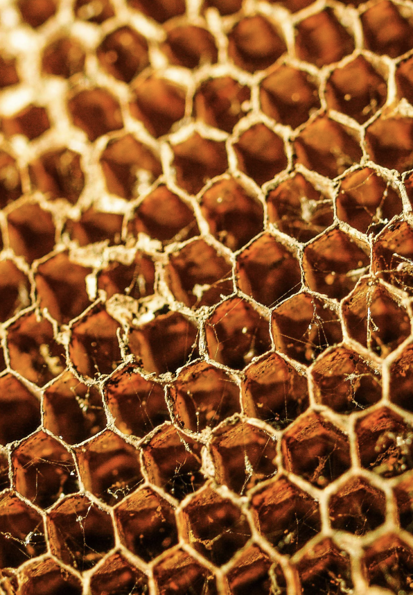 Close-up view of honeycomb with beeswax cells.