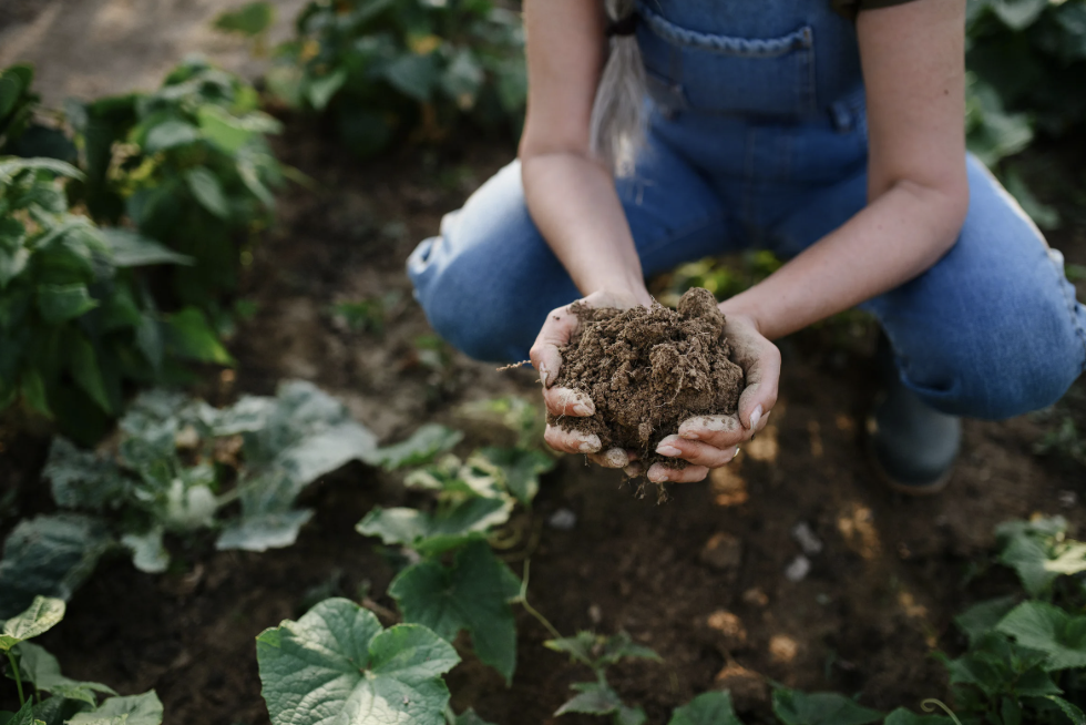 Person kneeling on the ground in a vegetable garden holding soil in their hands.