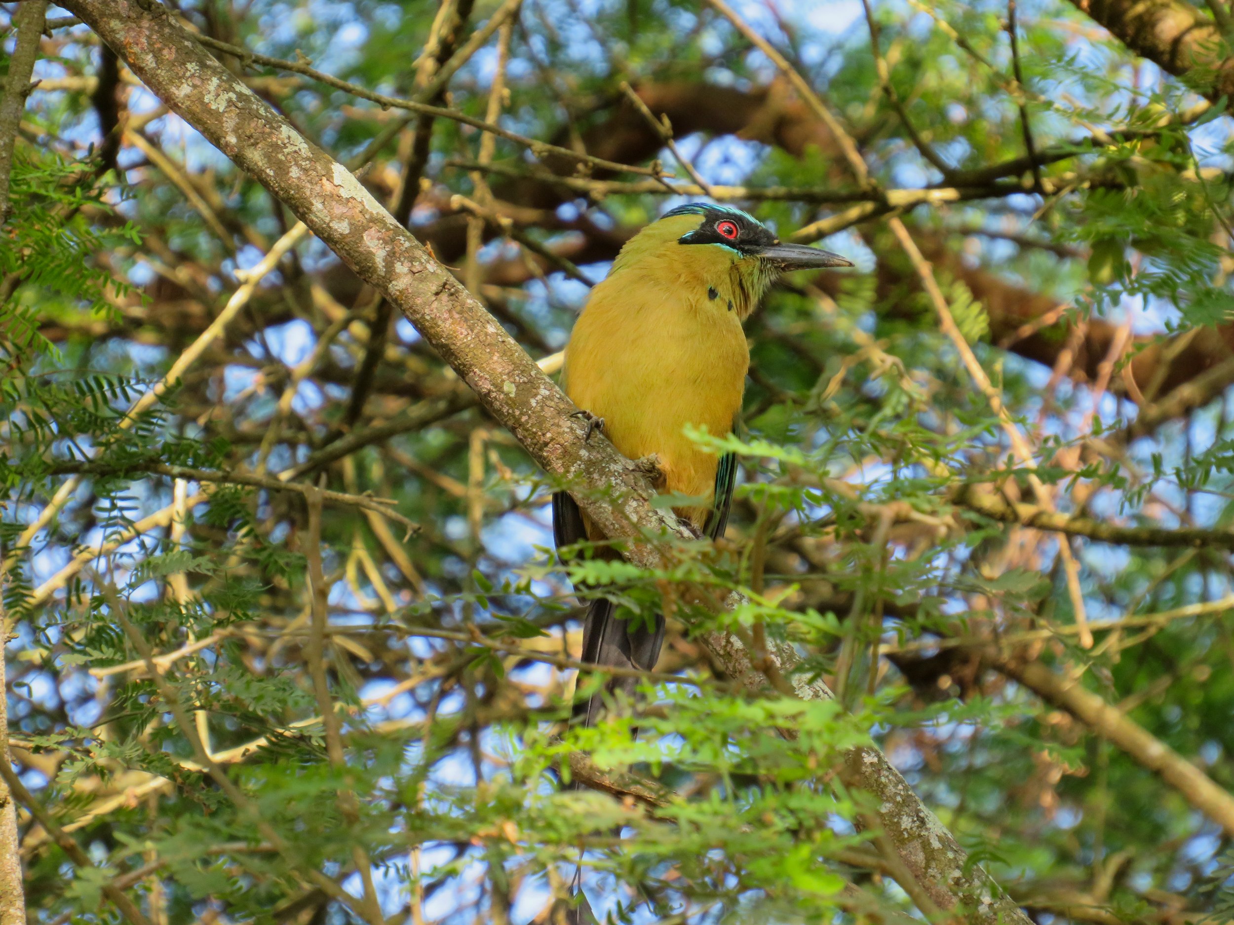 Bird