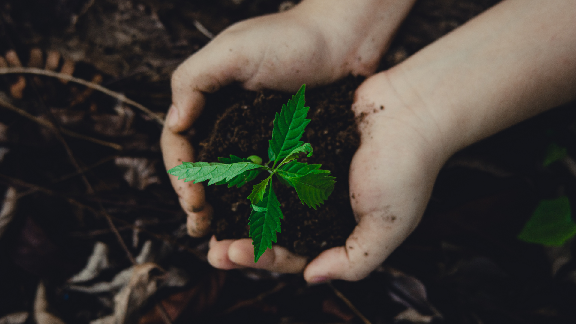 Restoring Health-Promoting Soil Biodiversity | Discover Soil Health ...