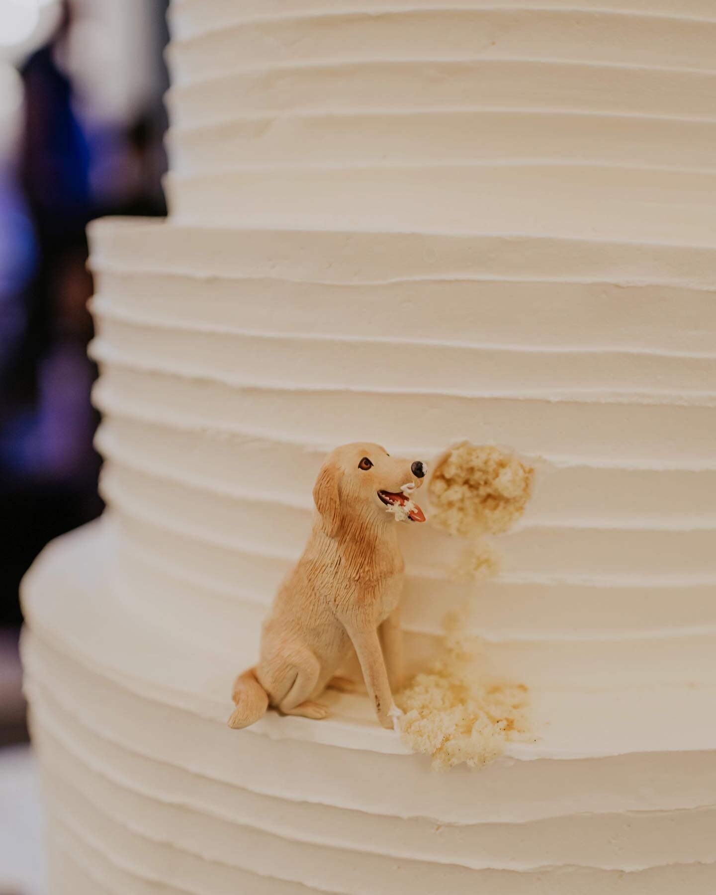 The only one who can take an early bite out of a wedding cake and get away with it - am I right? 📸: @connectionphotography 👰&zwj;♀️: @miaeriksson1216 🍰: @grandbohemiancharlotte 
.
.
.
#charlotteweddings #weddingplannercharlotte #charlotteweddingpl