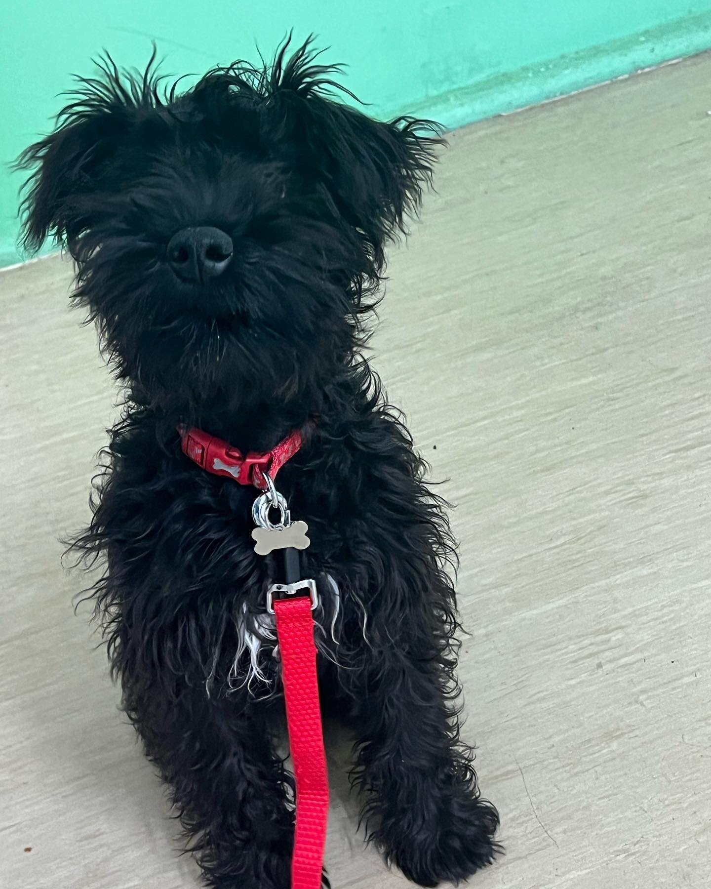 Look at these cuties who are currently in my puppy classes. 💙🥰🐾 #puppyschooldartford #optimisticdogtraining #erith