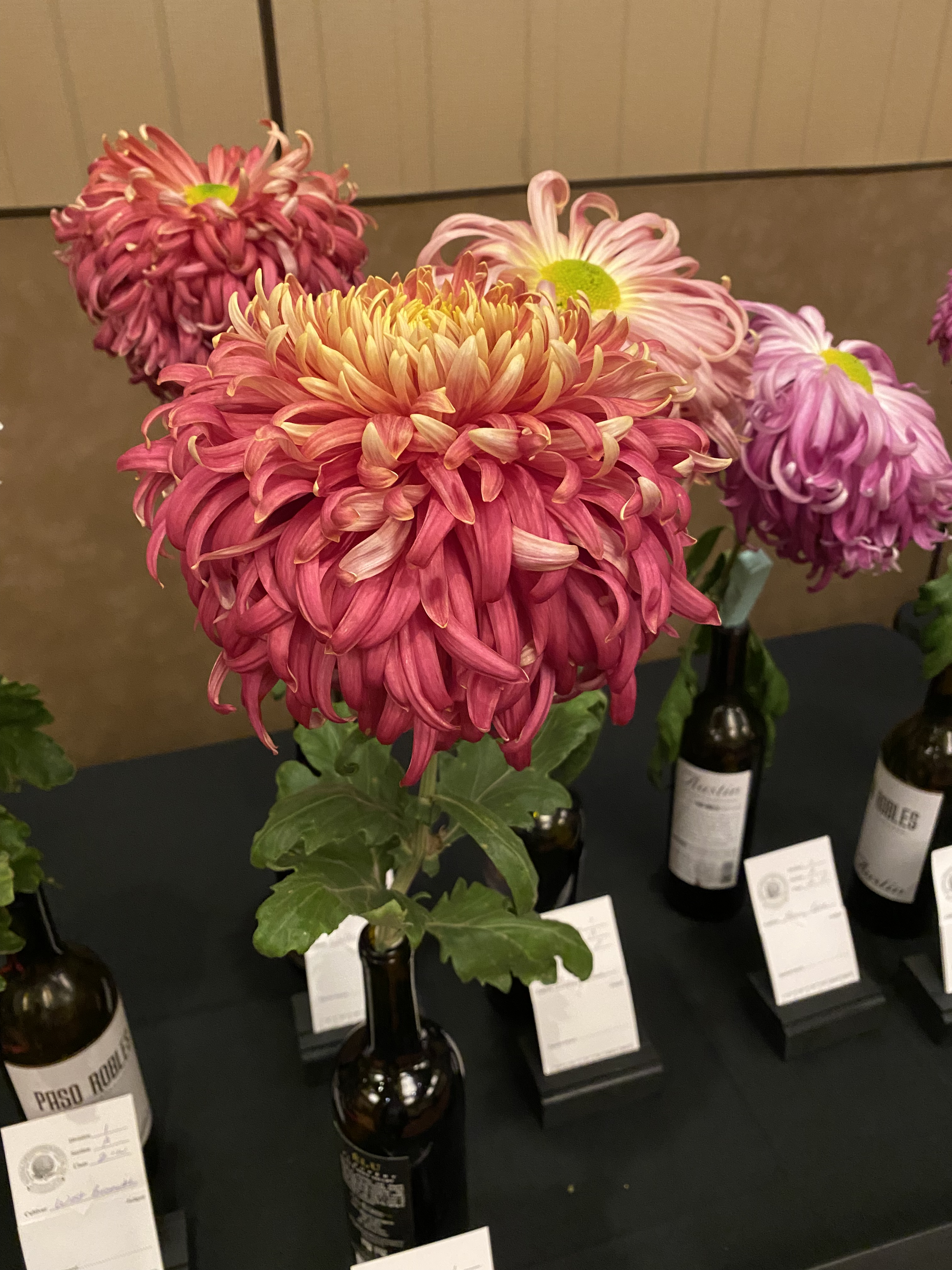 Chrysanthemums