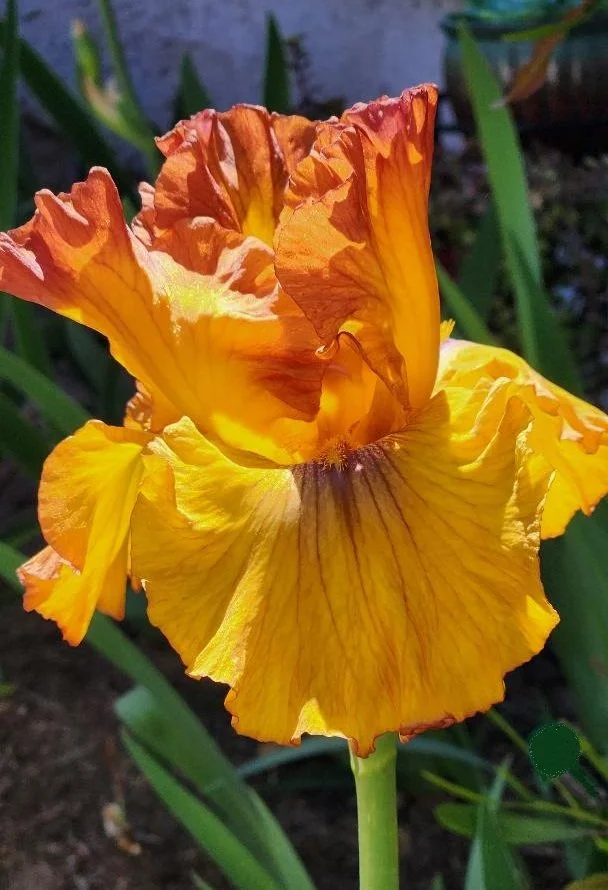 Mary's Iris.jpg
