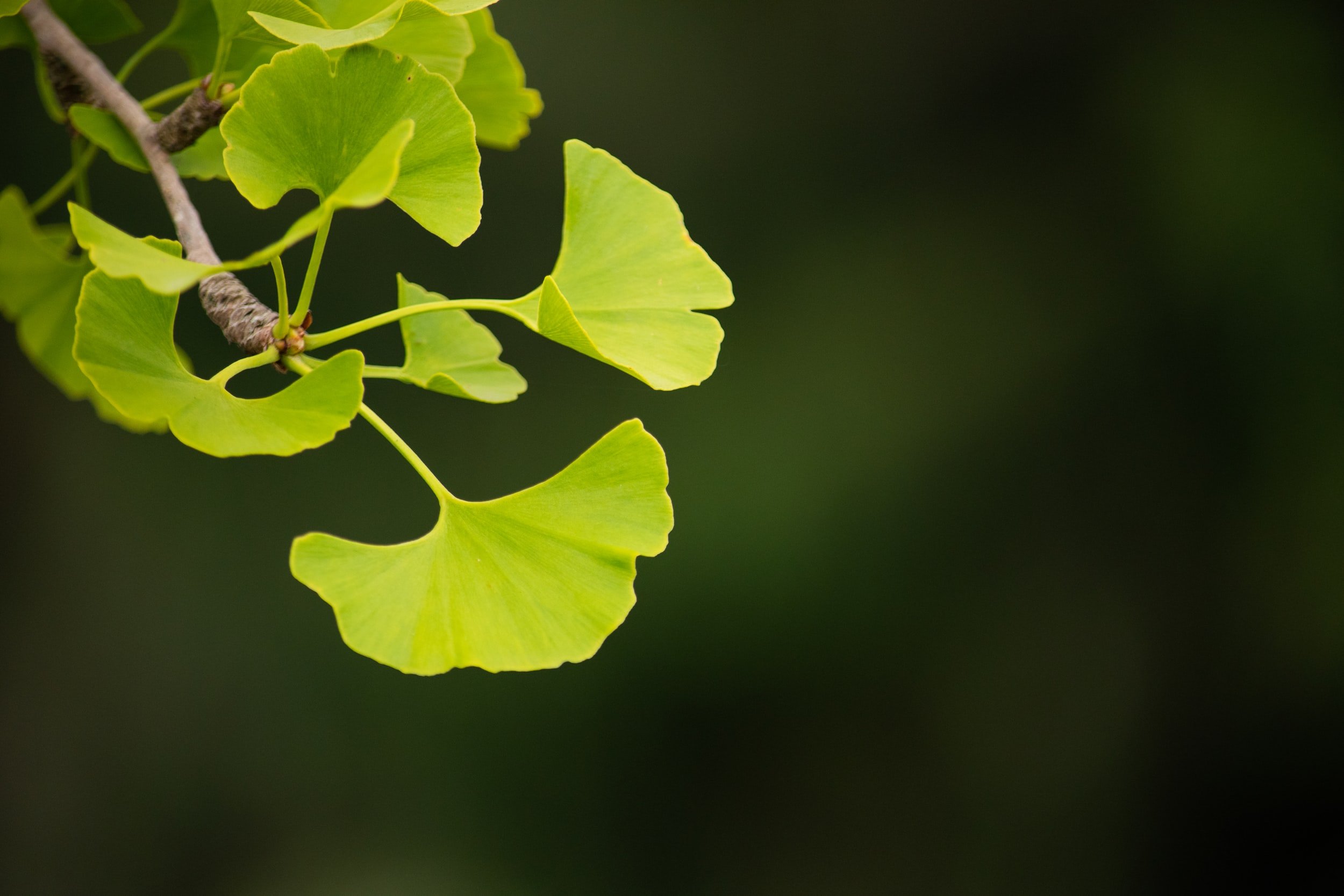 Metta: Loving-Kindness