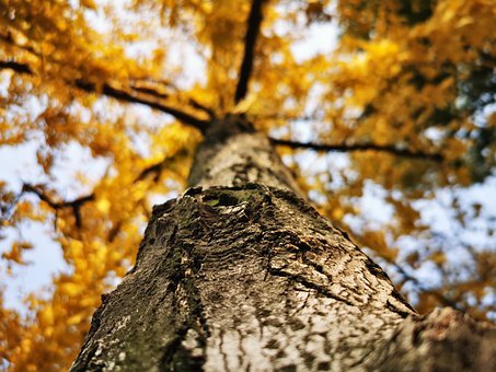 Growing Gratitude