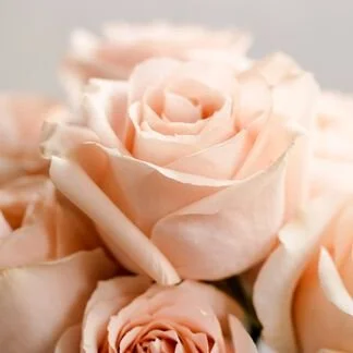 Rose.jpg