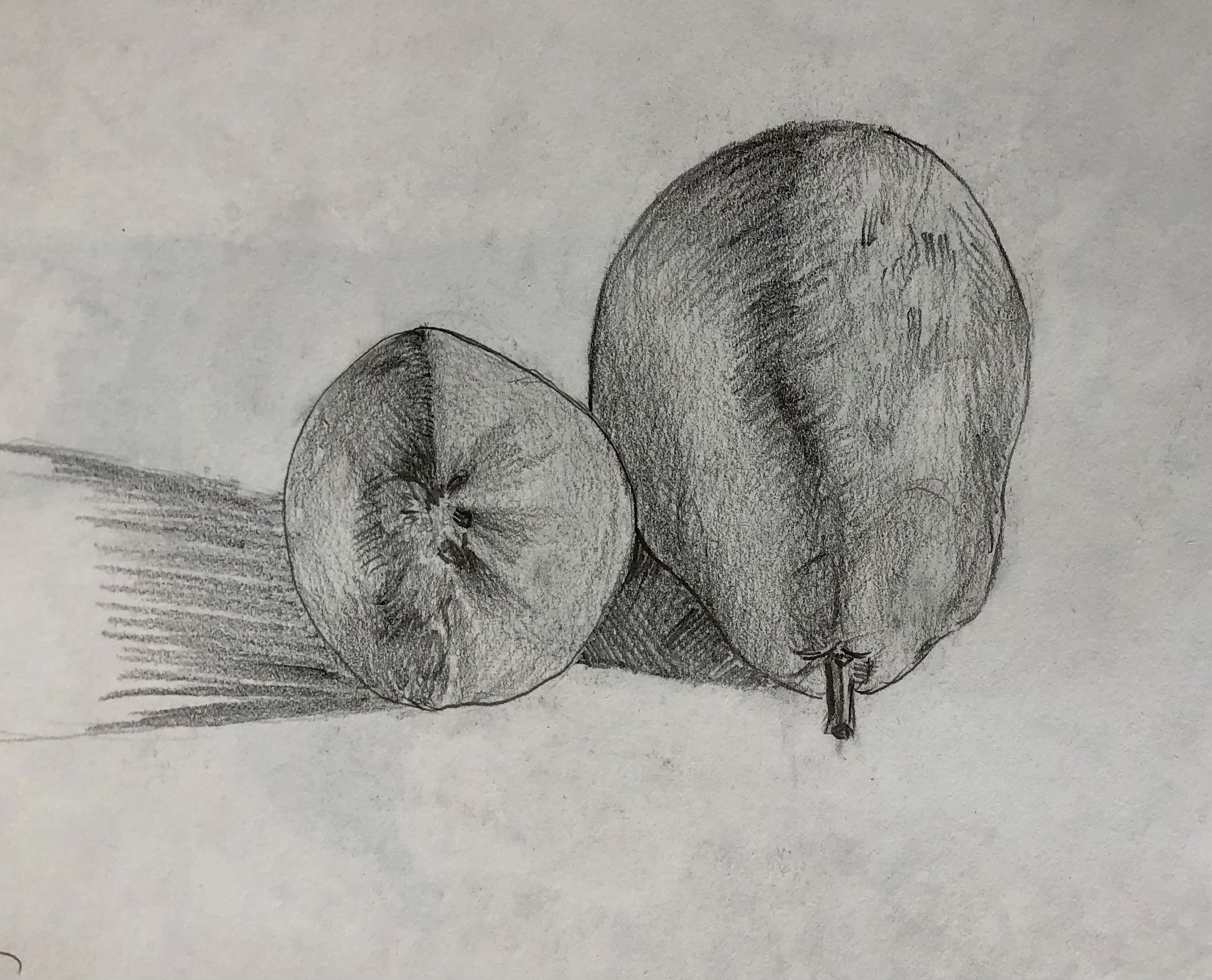 pear study.jpg