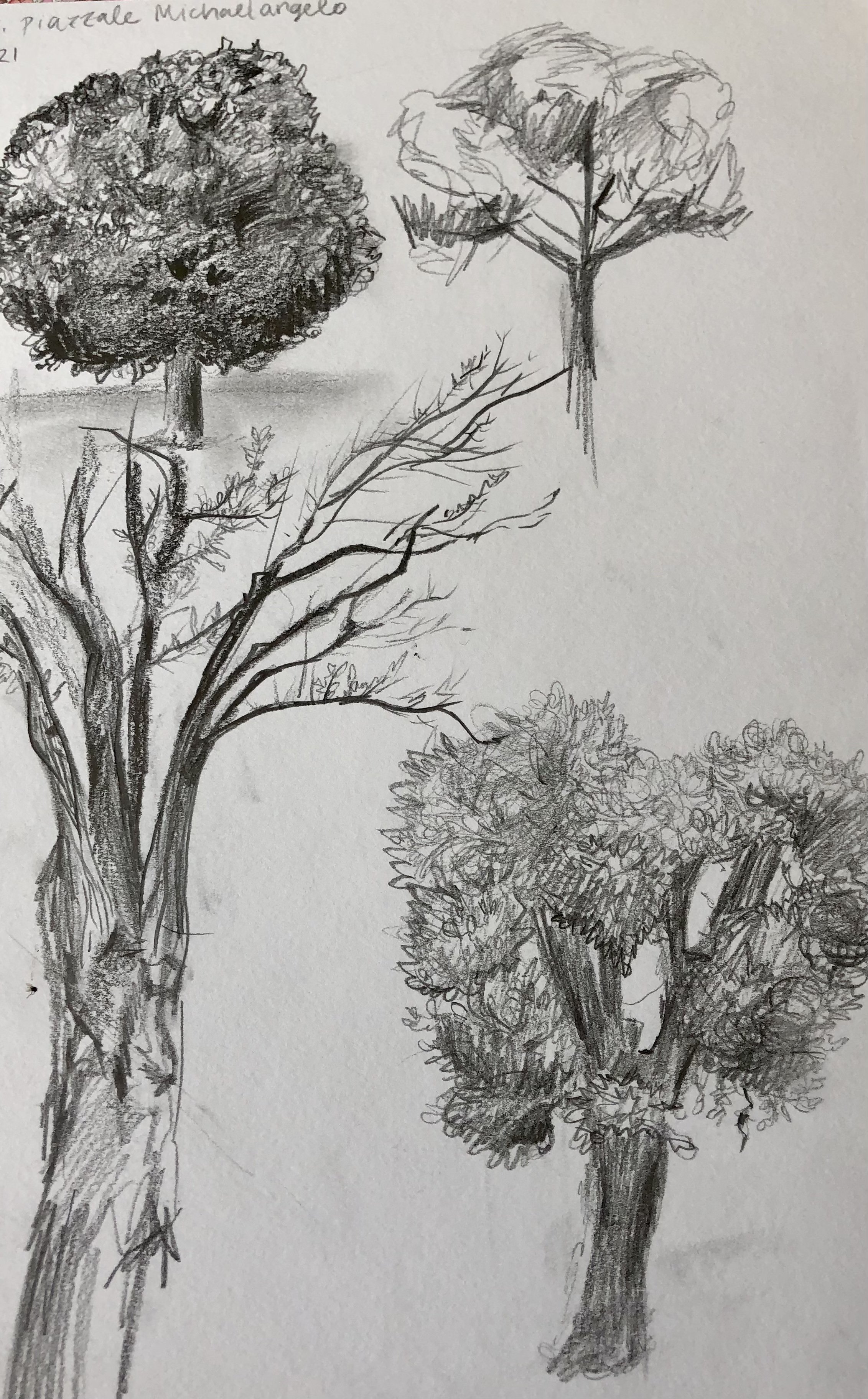 tree studies.jpg
