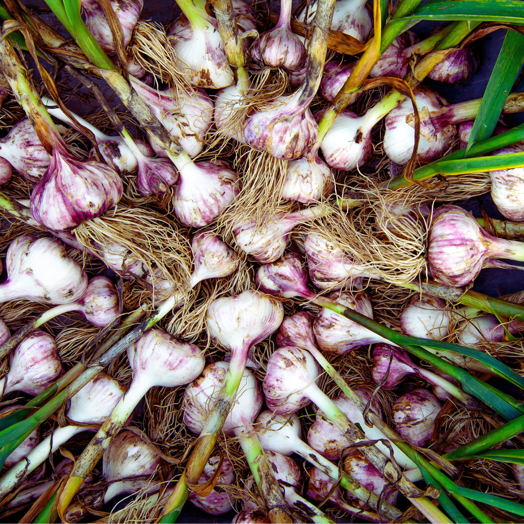 Garlic (Allium sativum)
