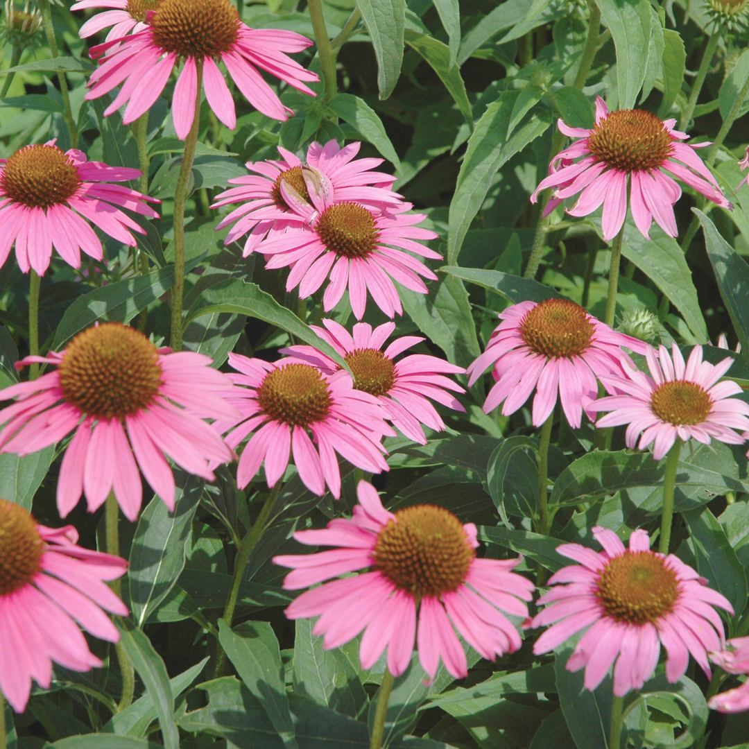 Echinacea (Echinacea augustifolia)
