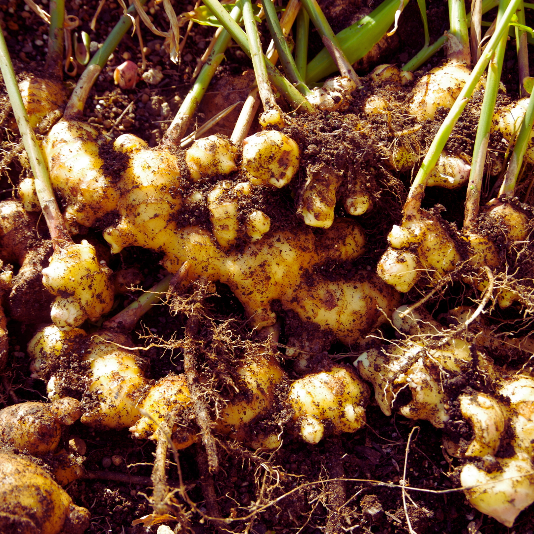 Ginger (Zingiber officinale)