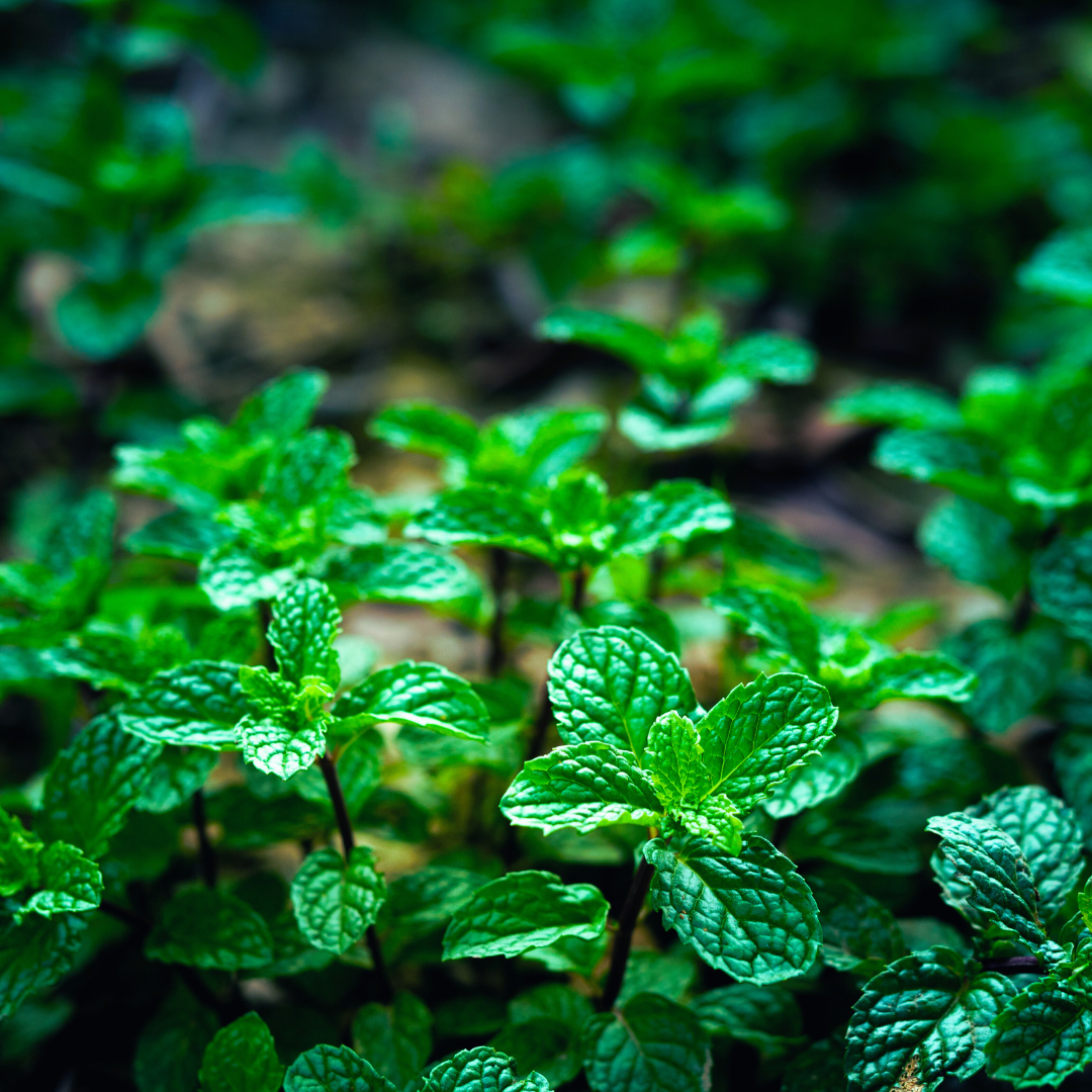 Peppermint (Mentha piperita)