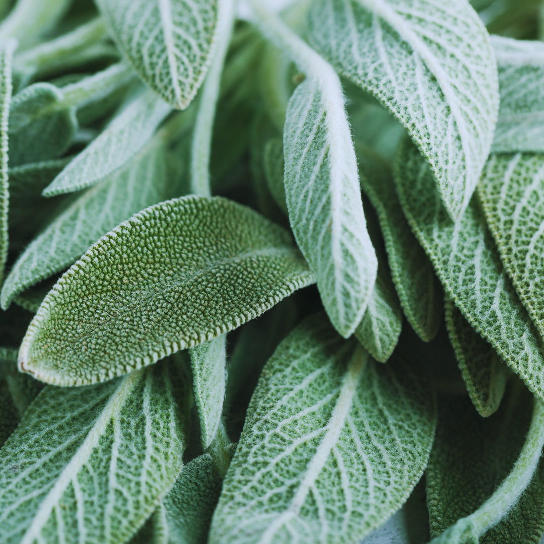 Sage (Salvia officinalis)