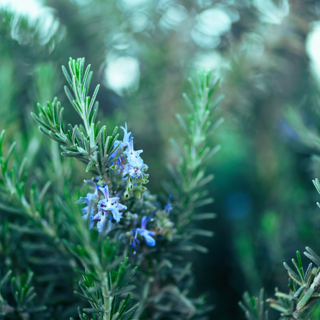 Rosemary (Rosmarinus officinalis)