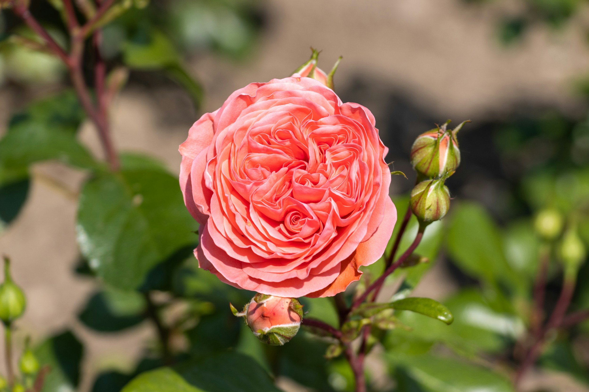 Rose Petals (Rosa damascena)