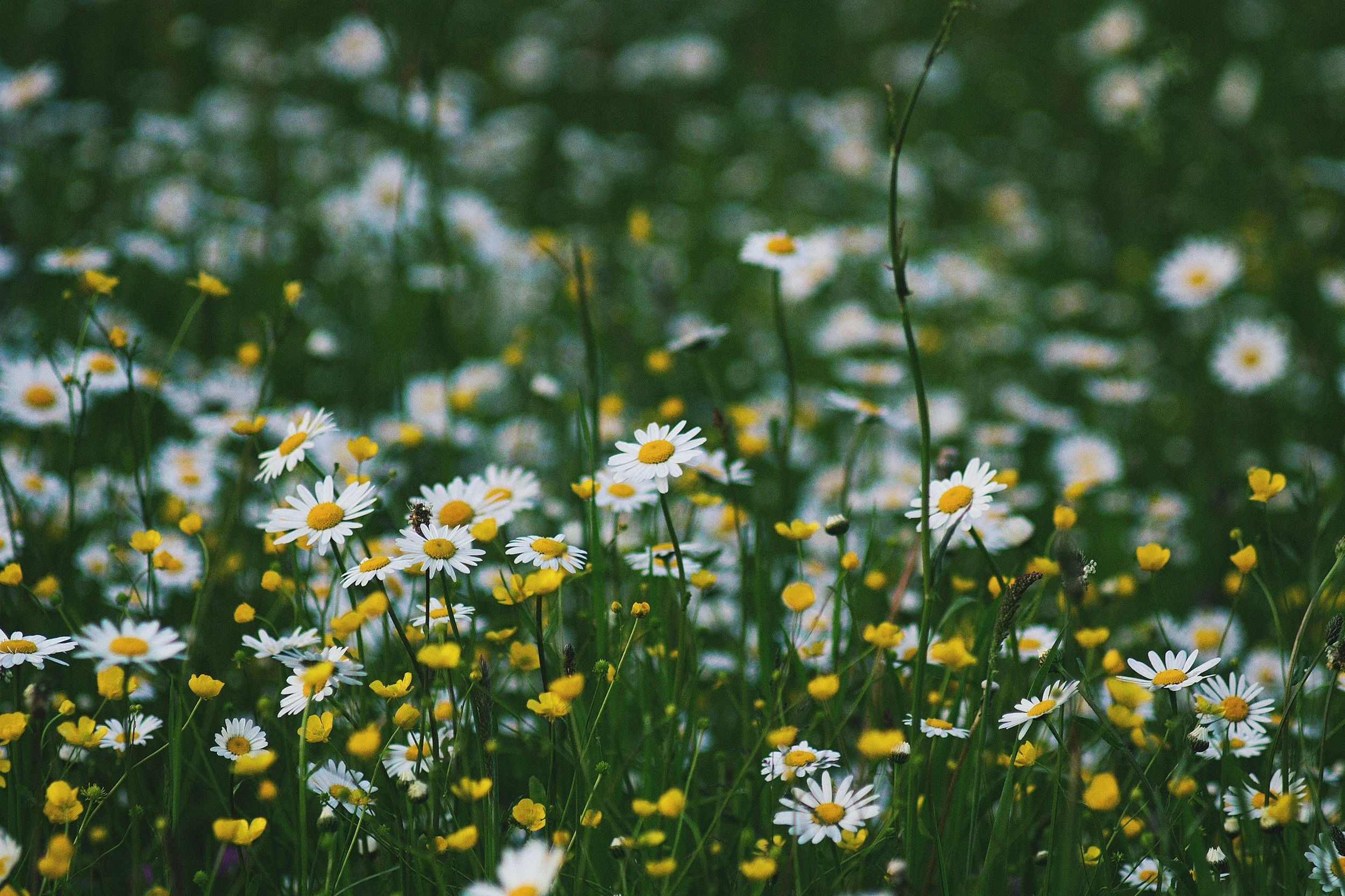 Chamomile (Matricaria chamomilla)