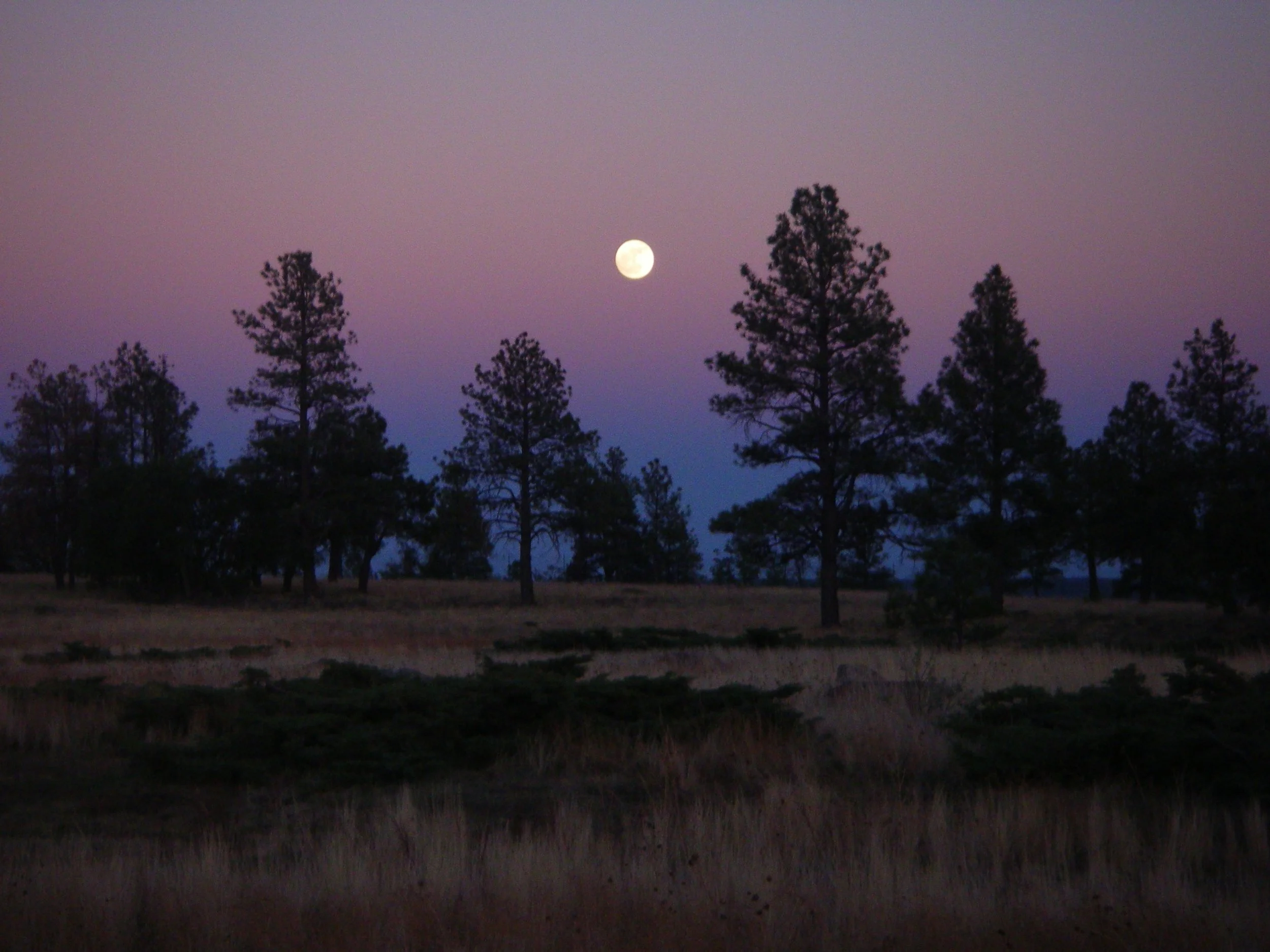 Psychedelic Science and Medicine