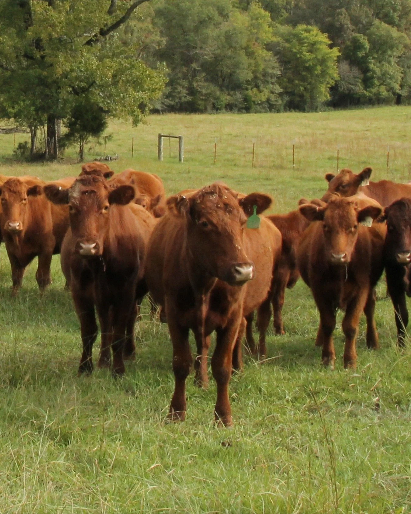 Organic Livestock and Poultry Processing Feasibility 