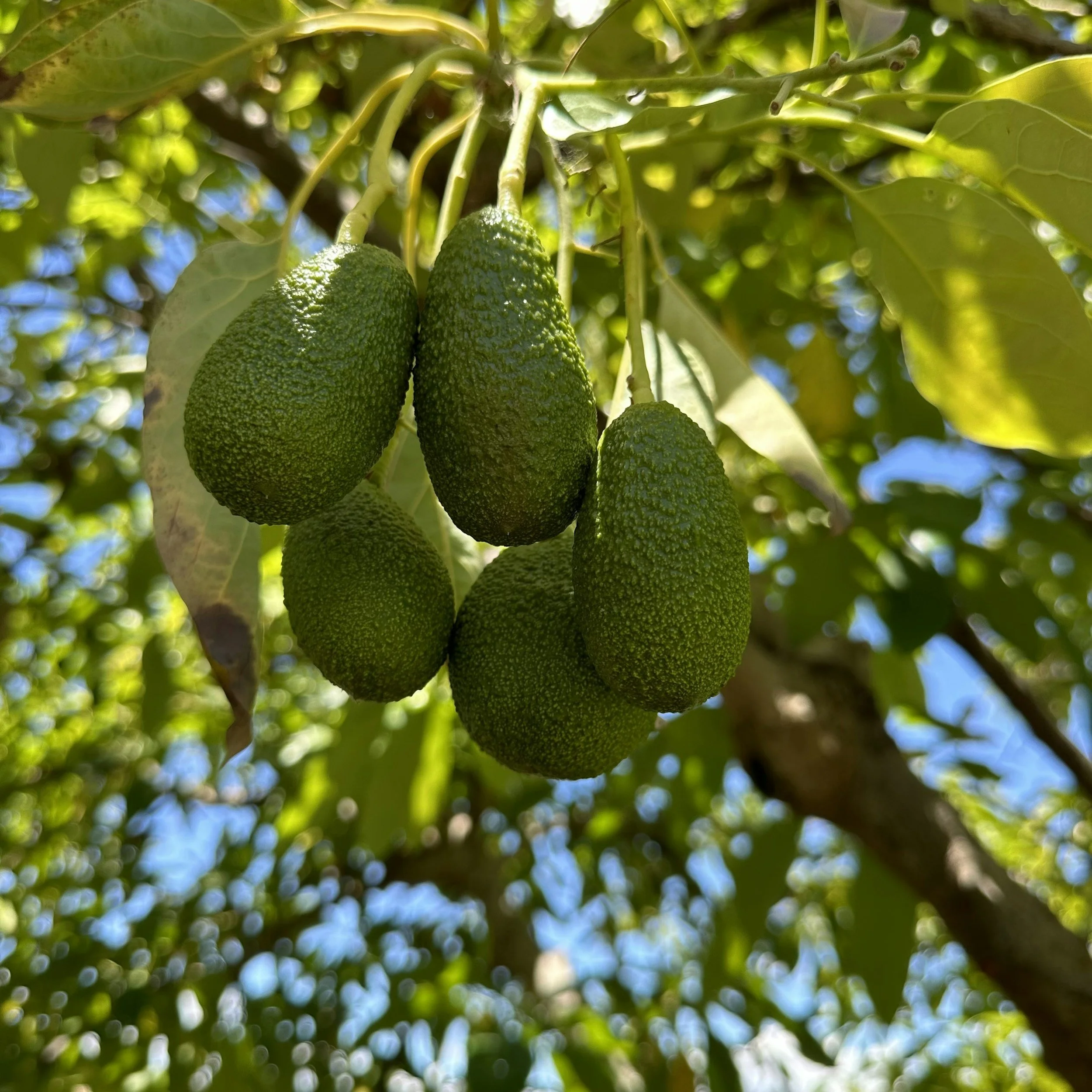 Avocado Oil Fraud: Lab Testing Finds Most Products Adulterated