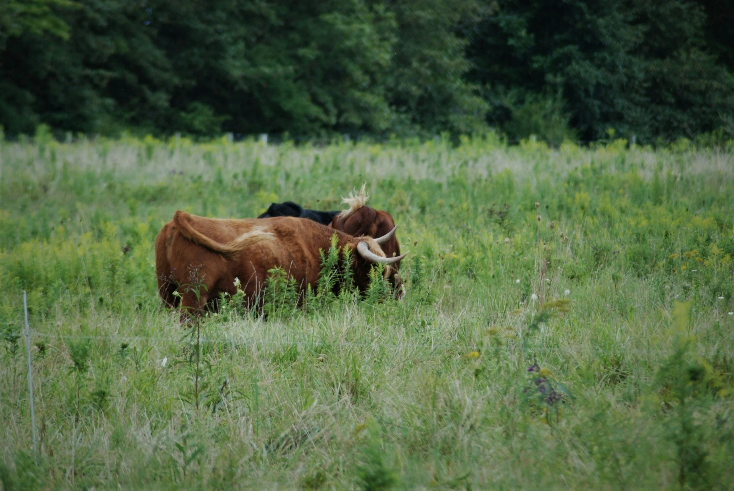Lactating Steers and Hormones in Beef: What a 20,000-Head Study Found