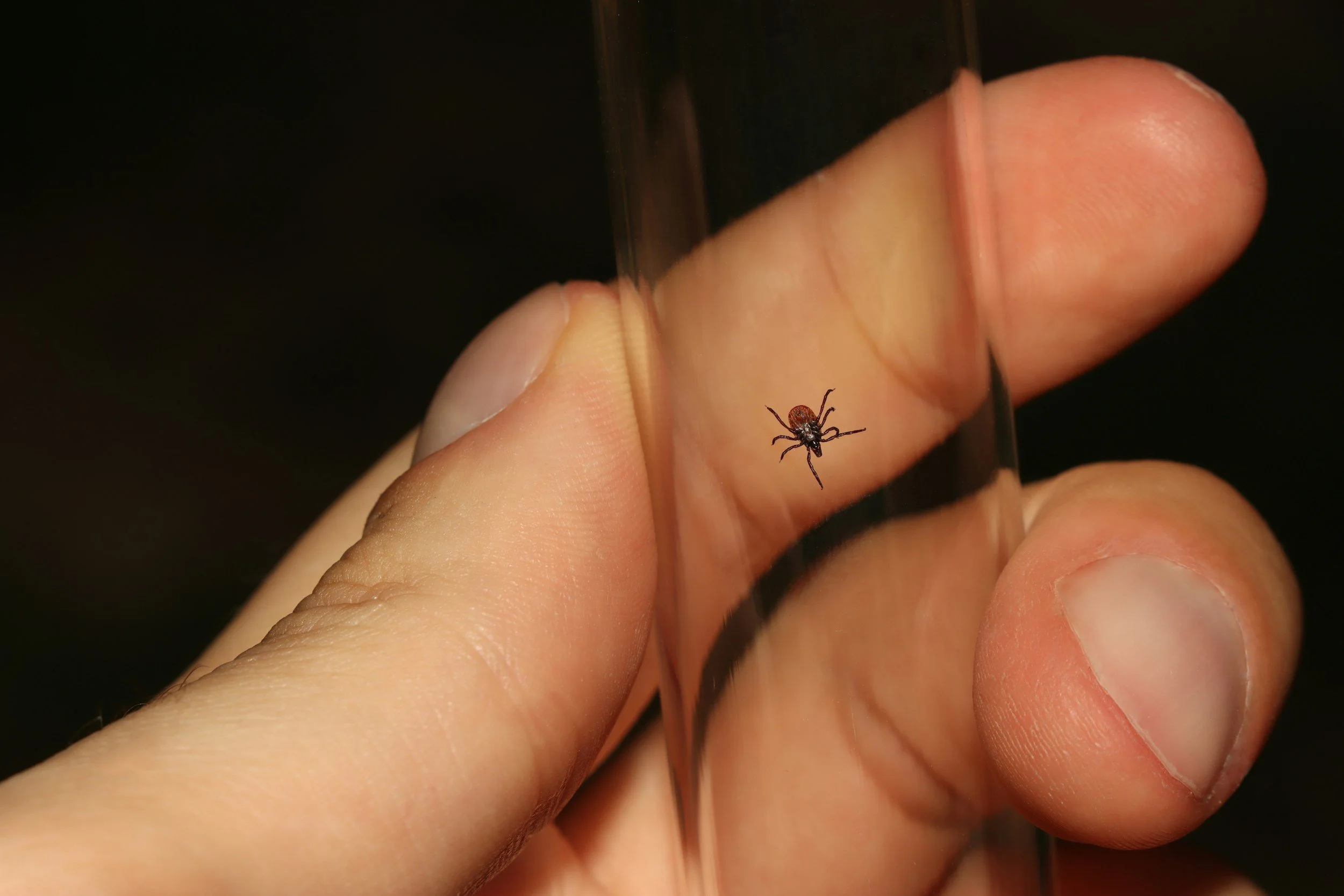 Natural Tick Repellent for Humans: What Actually Works (And Why Permethrin and DEET Aren't It)