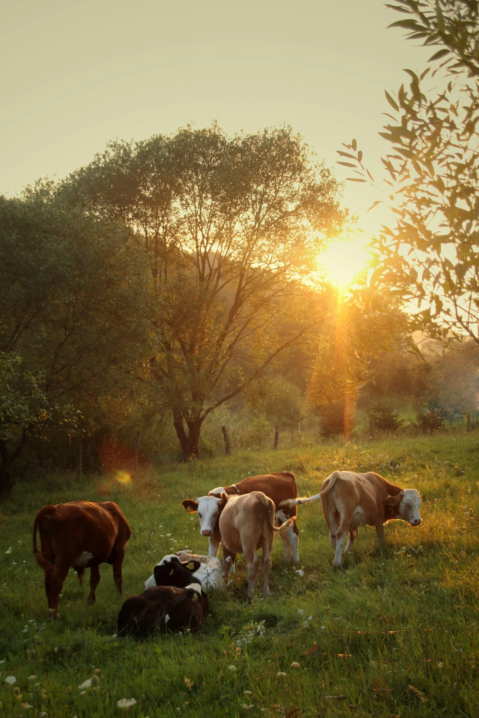 Where to Buy mRNA Vaccine-Free Beef: 7 Regenerative Farms (2026)