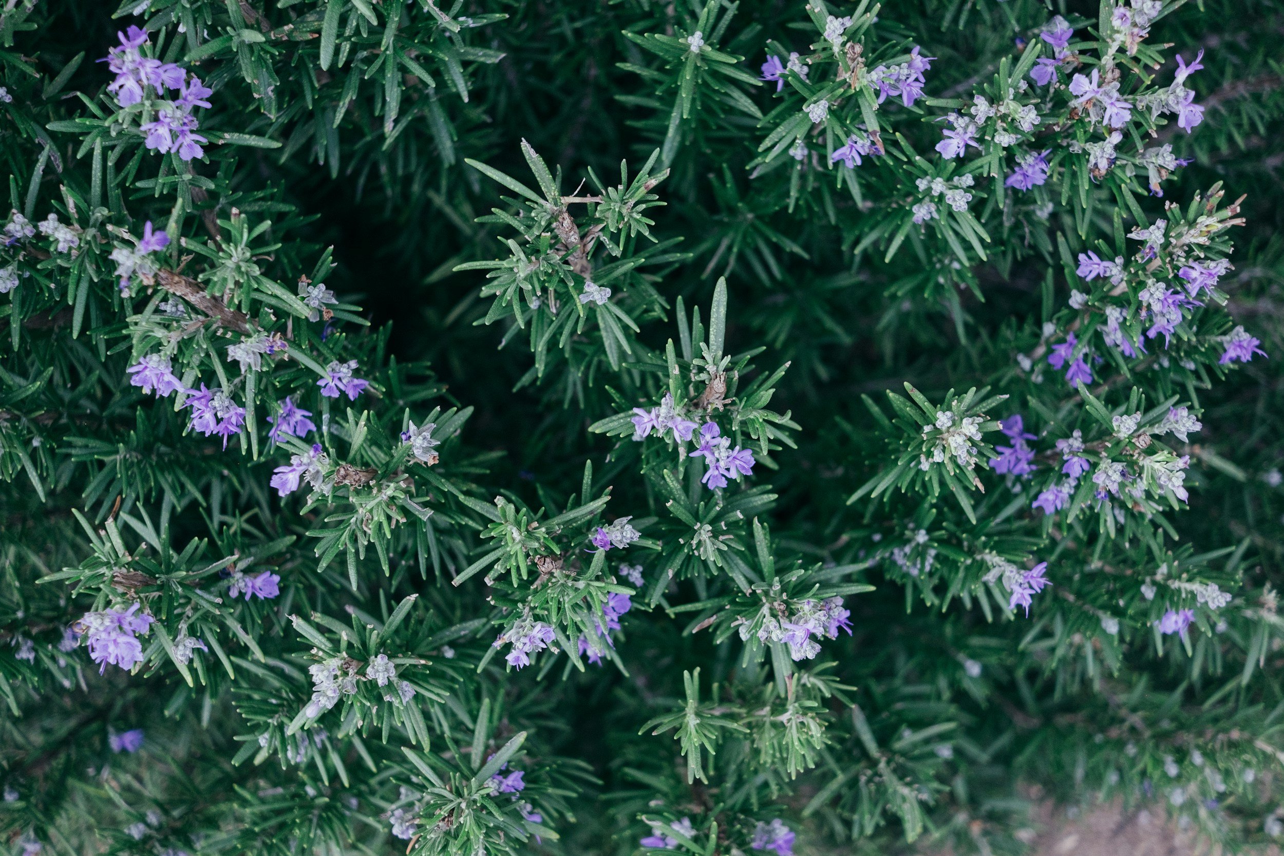 Rosemary-Infused Salt Spray for Hair Recipe