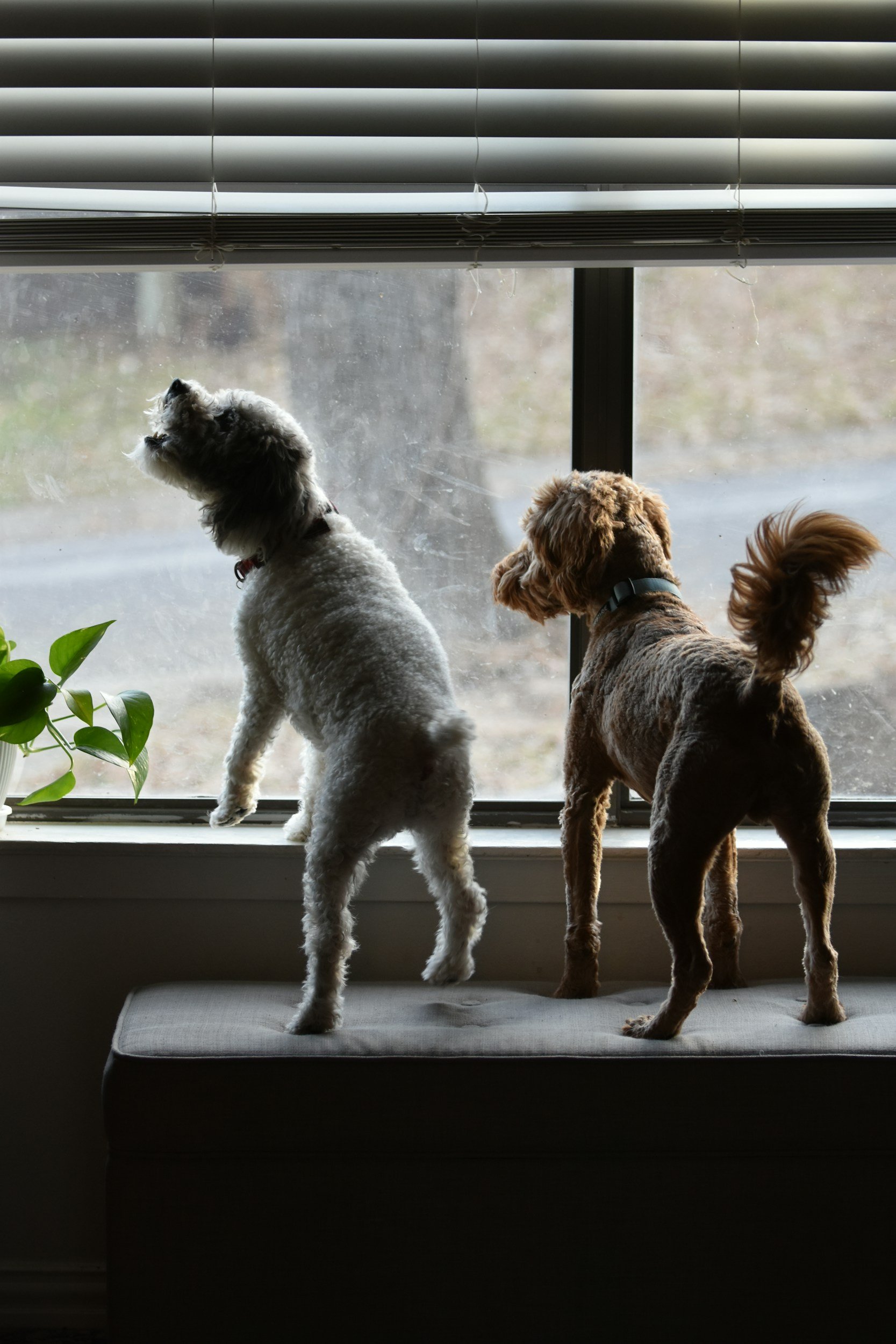 Herbal Remedies and Drug-Free Solutions for Dog Separation Anxiety and General Anxiety