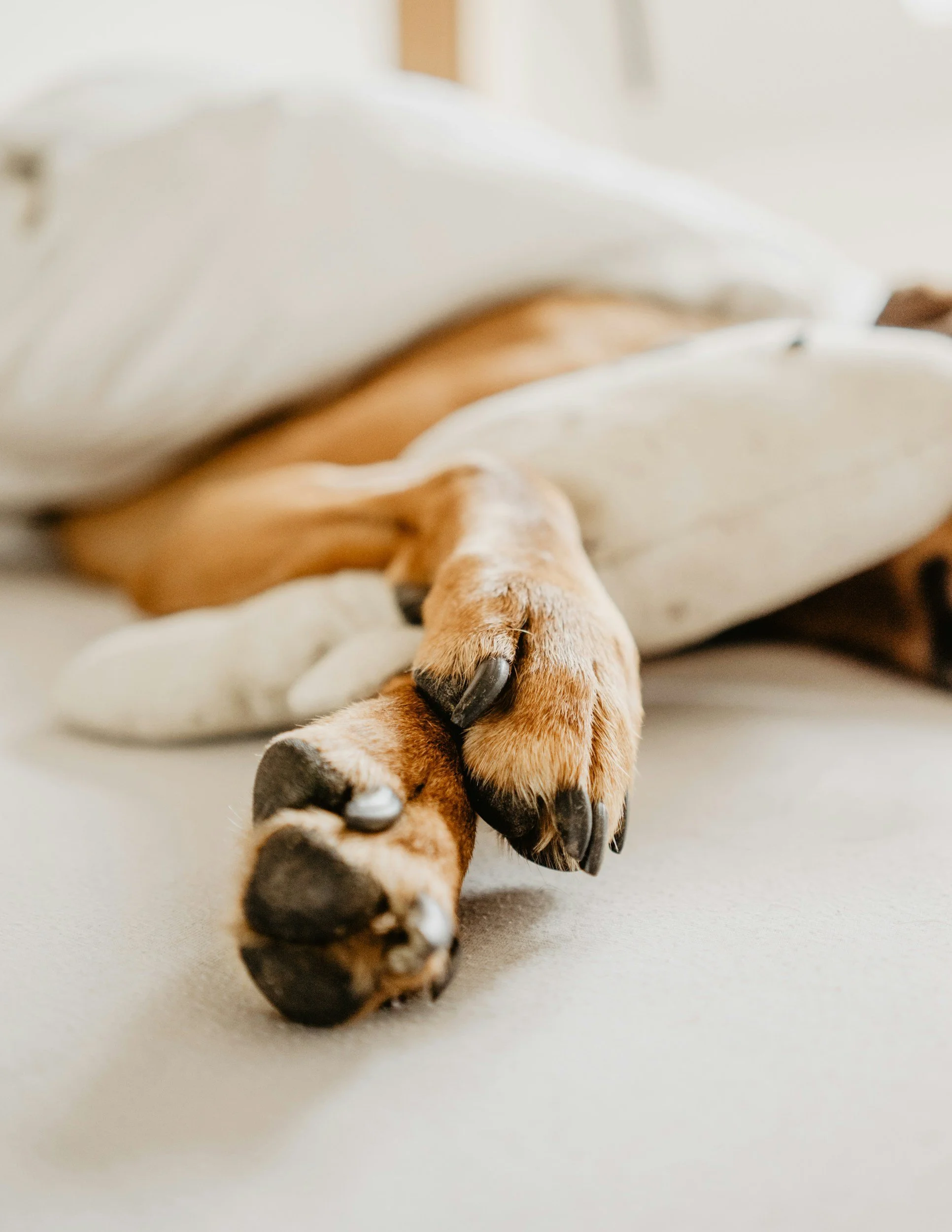 Itchy Dog Paws: Why They Happen and 8 Natural Ways to Help