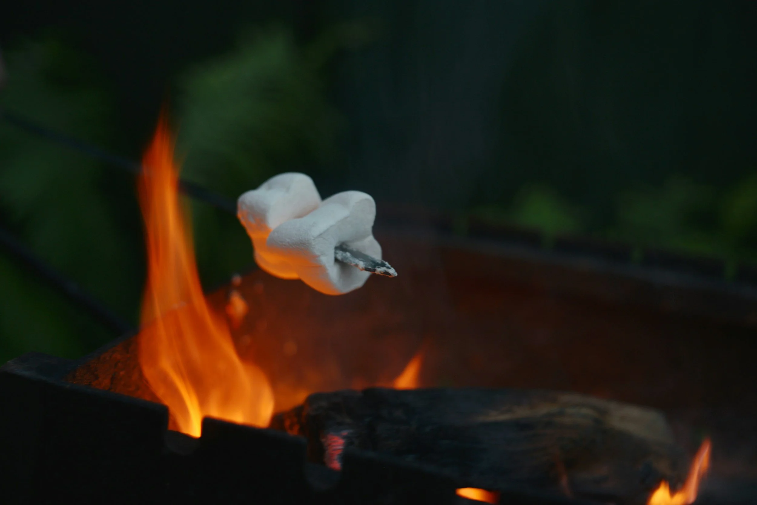Homemade Gelatin Marshmallows Recipe (+ Rose Variation)