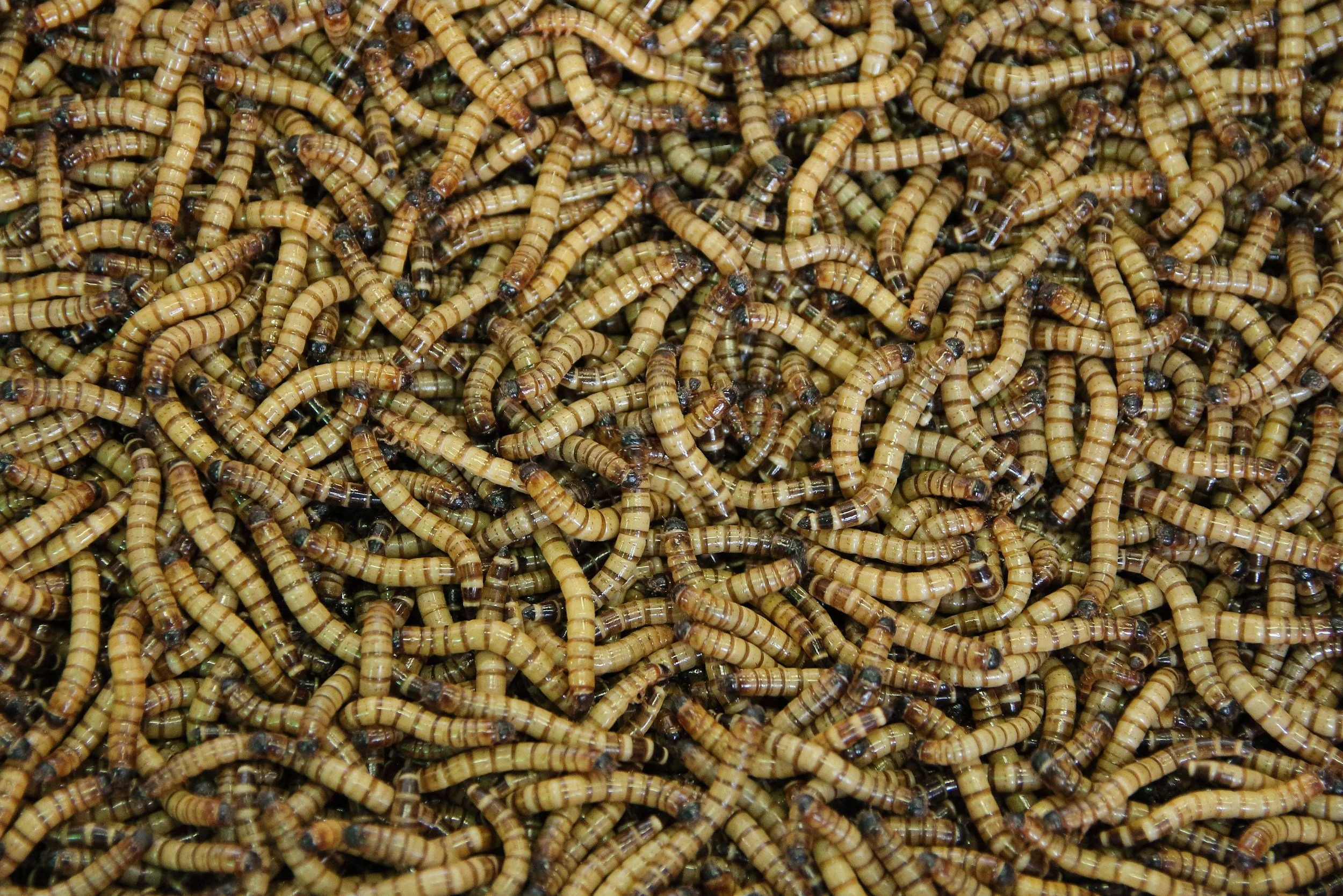 Bugs in Your Food: Insect Ingredients Hiding on Store Shelves (2026 Guide)