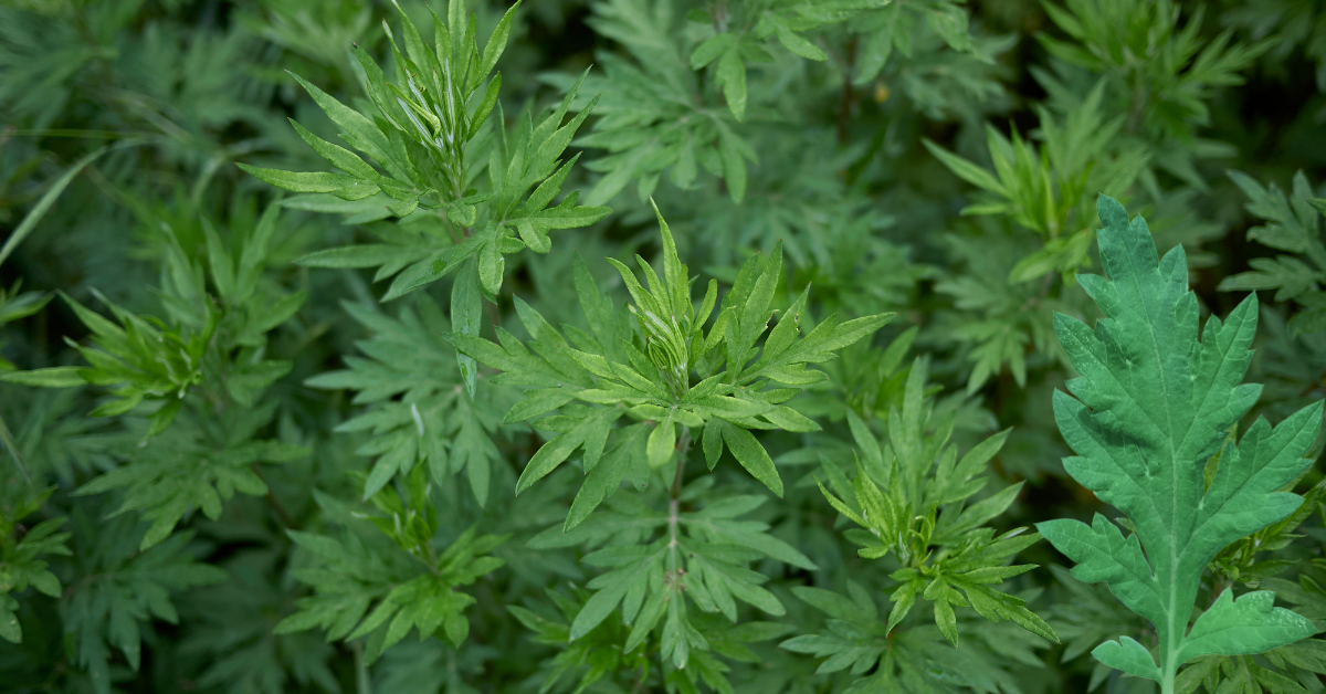 Mugwort (Artemesia vulgaris)