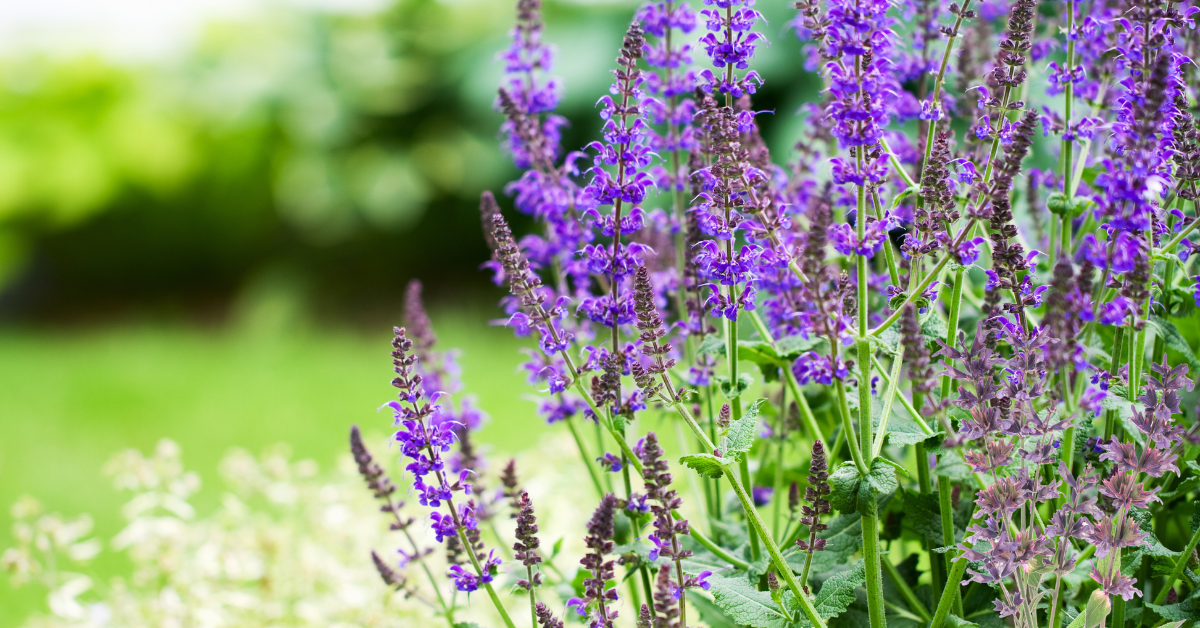 Red Sage (Dan Shen, Salvia miltiorrhiza)