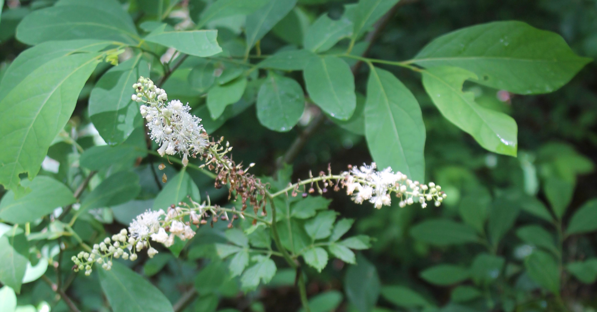 Black Cohosh (Actaea racemosa)