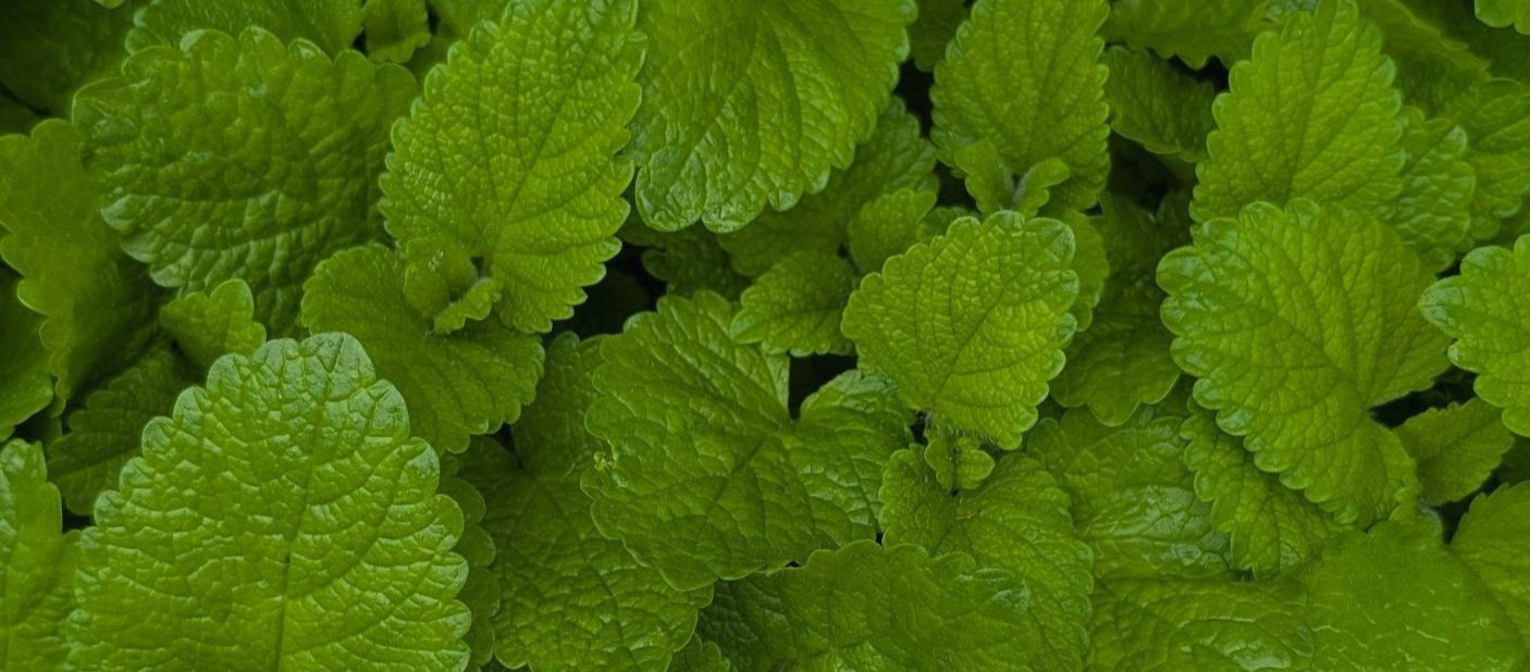Lemon Balm (Melissa officinalis)