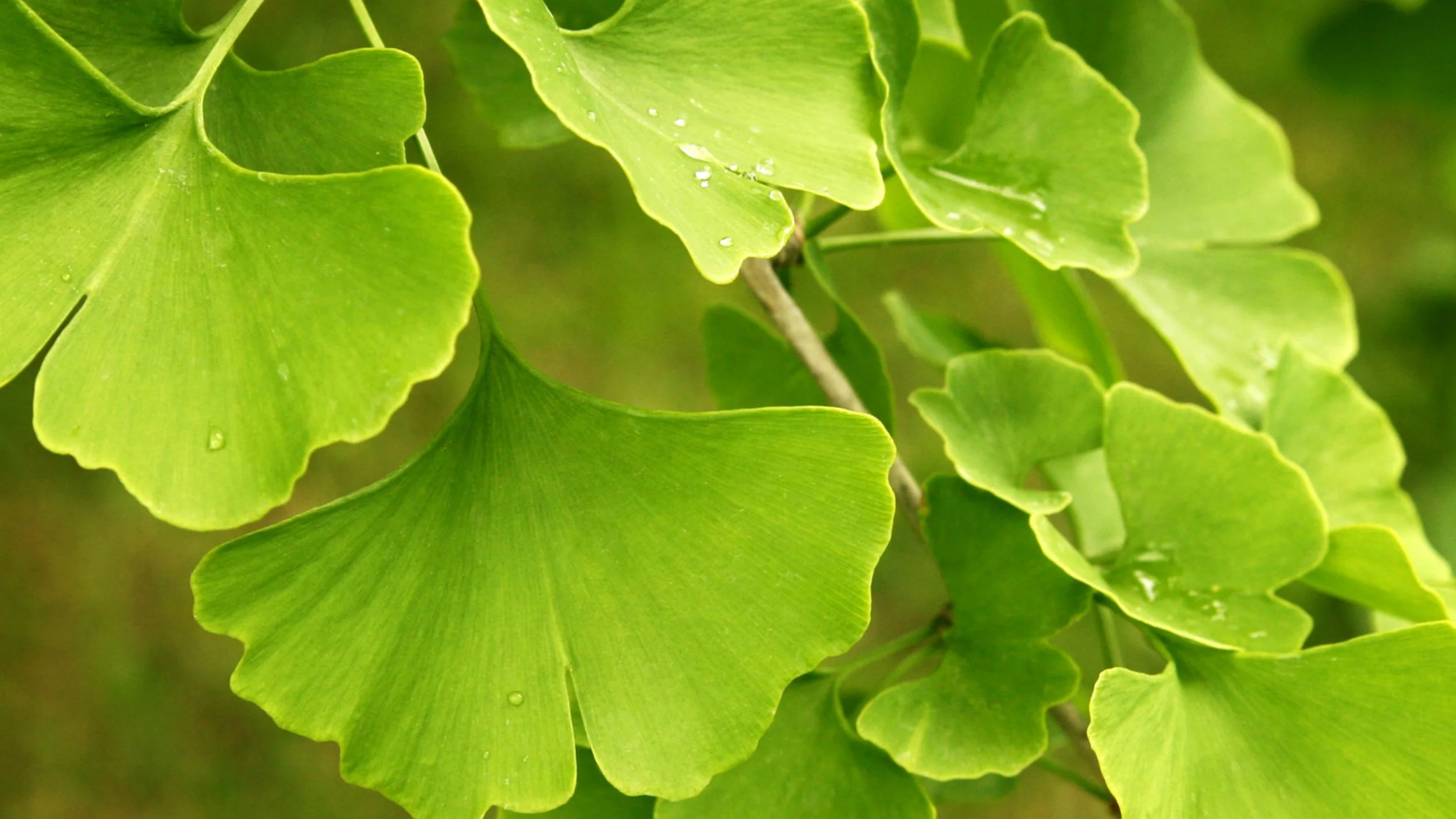 Exploring the Benefits of St. John's Wort, Ginkgo Biloba, and Rhodiola