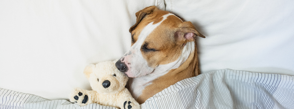 Sleep and memory consolidation