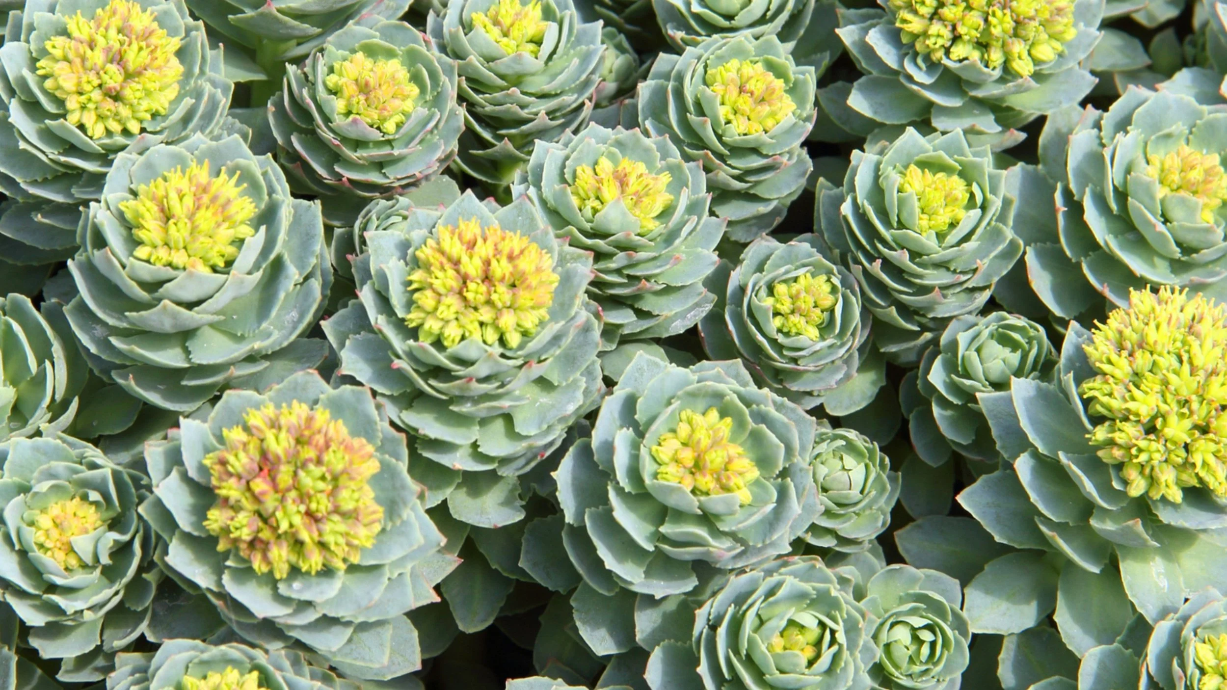 Exploring the Benefits of St. John's Wort, Ginkgo Biloba, and Rhodiola