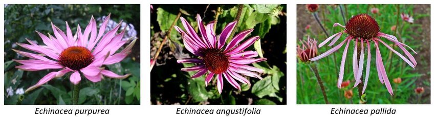 Side-by-side flowers of Echinacea purpurea, Echinacea angustifolia, and Echinacea pallida showing differences in petal width, color, and droop.