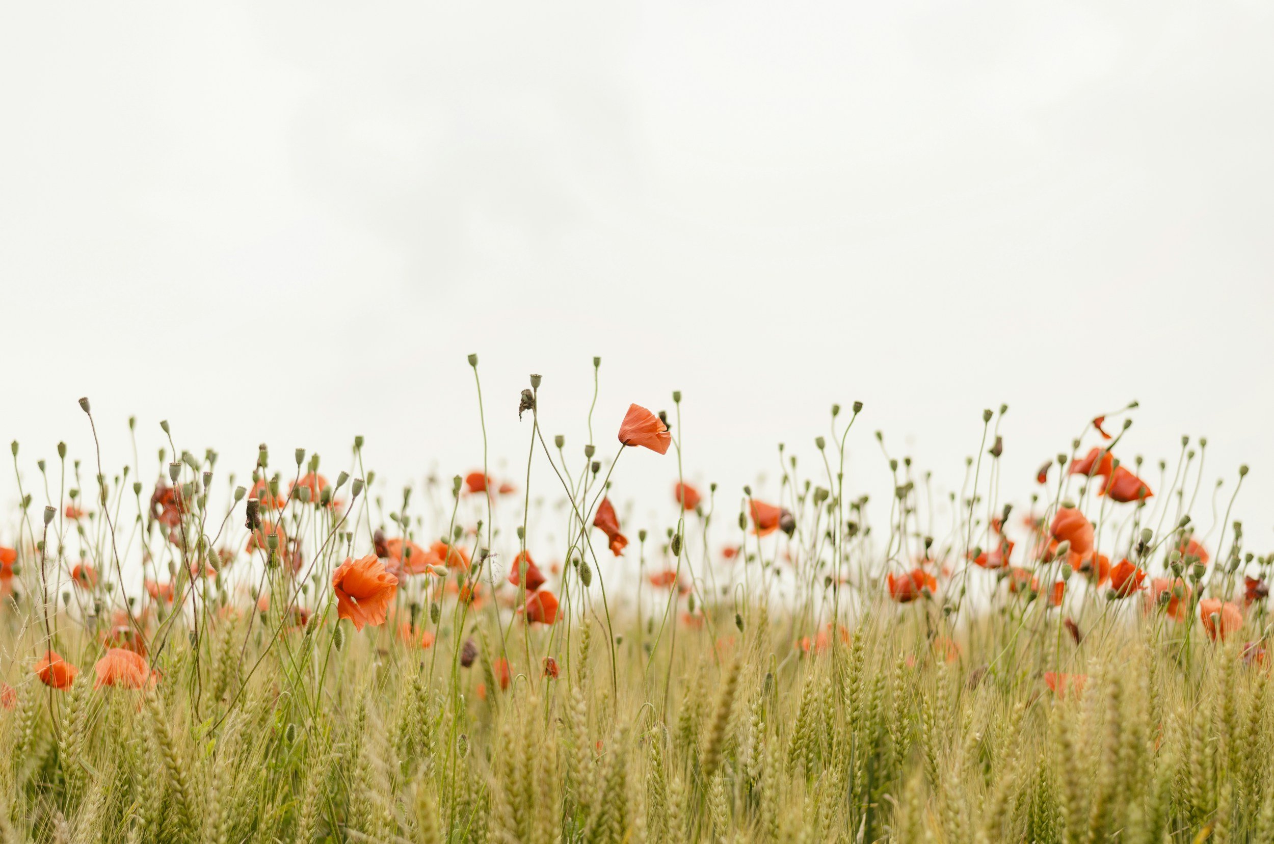 A field of orange poppies and green wheat stalks under a pale, cloudy sky.