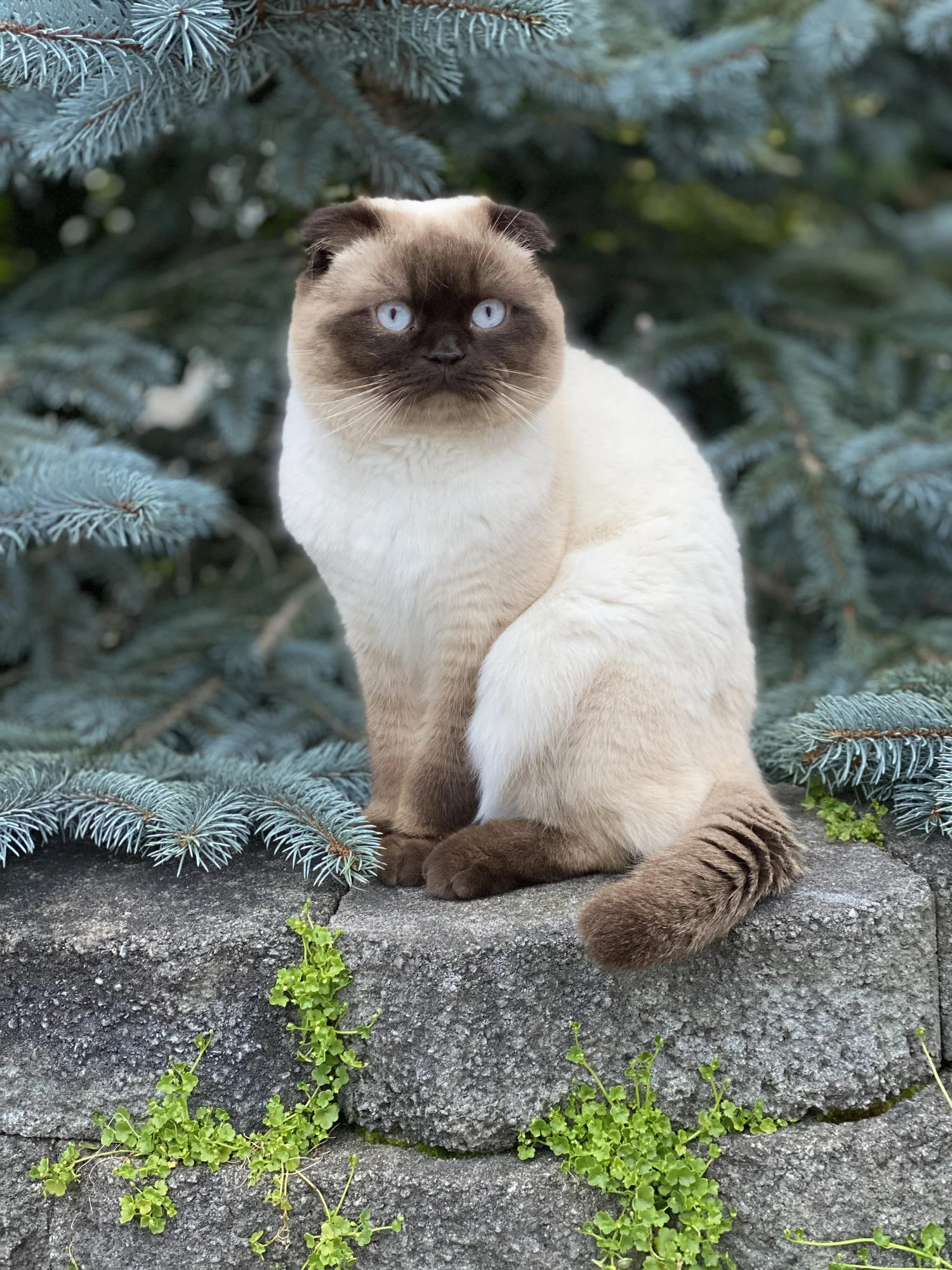Scottish Fold Kittens in Portland 