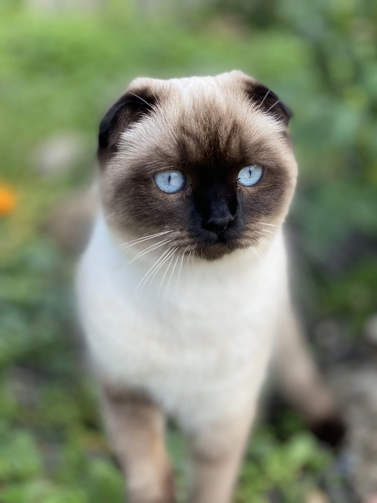 Scottish Fold Kittens in Portland 