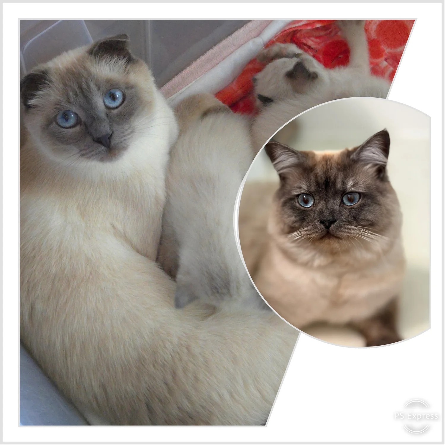 Arcane Cats