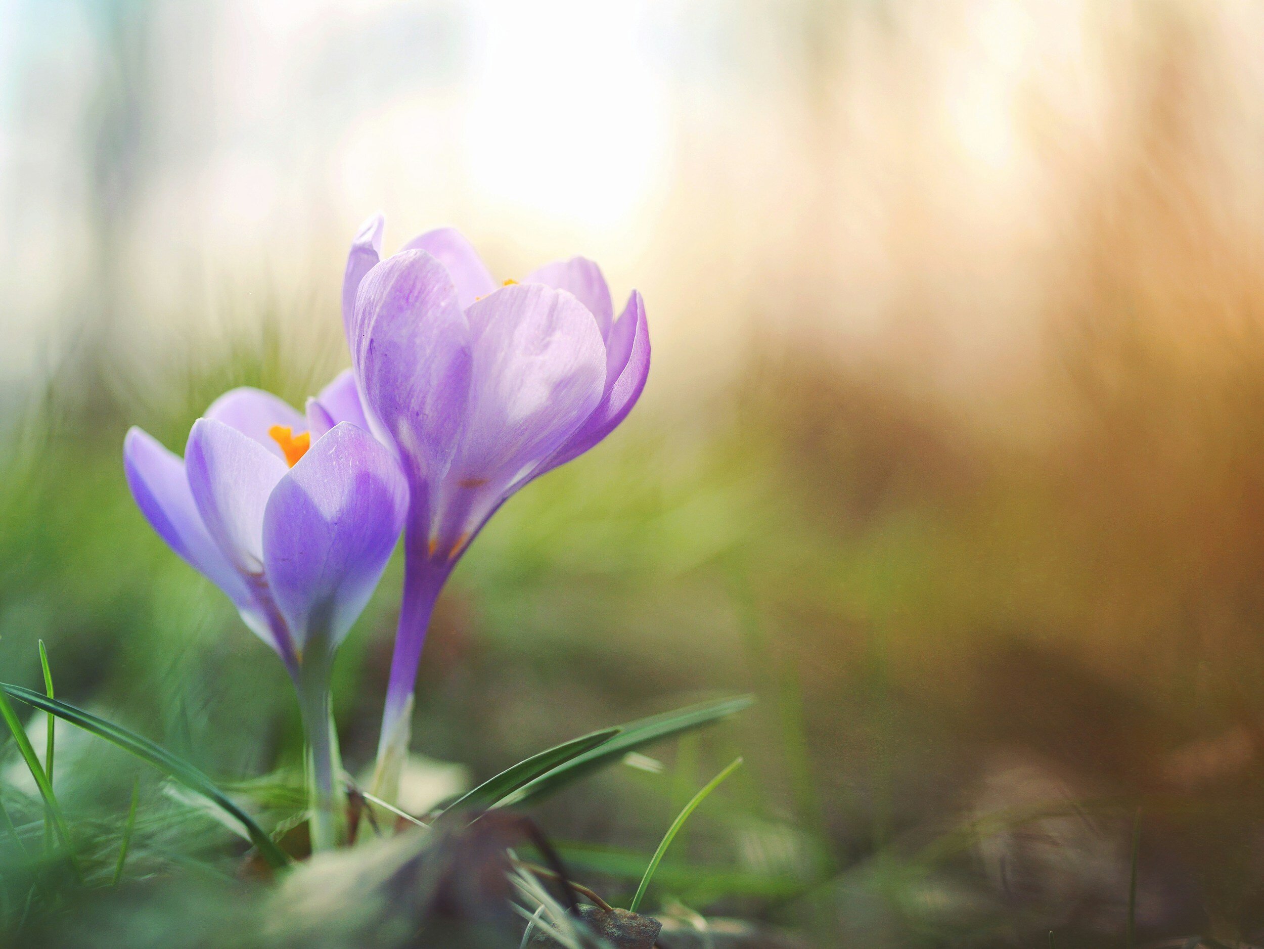 Spring