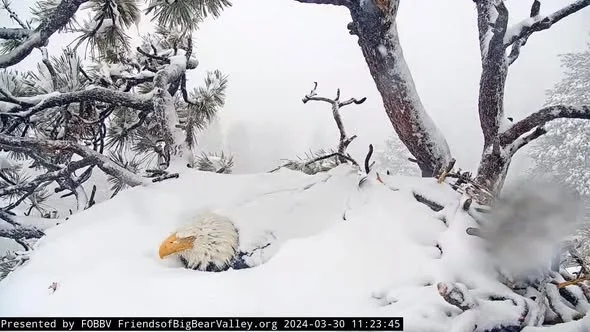 When the Storm Comes: What Bald Eagles Teach Us About Resilience