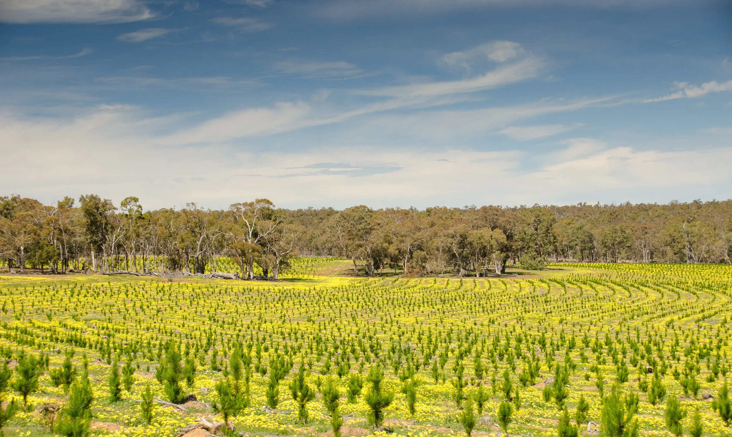 Integrated trees on-farm in focus 