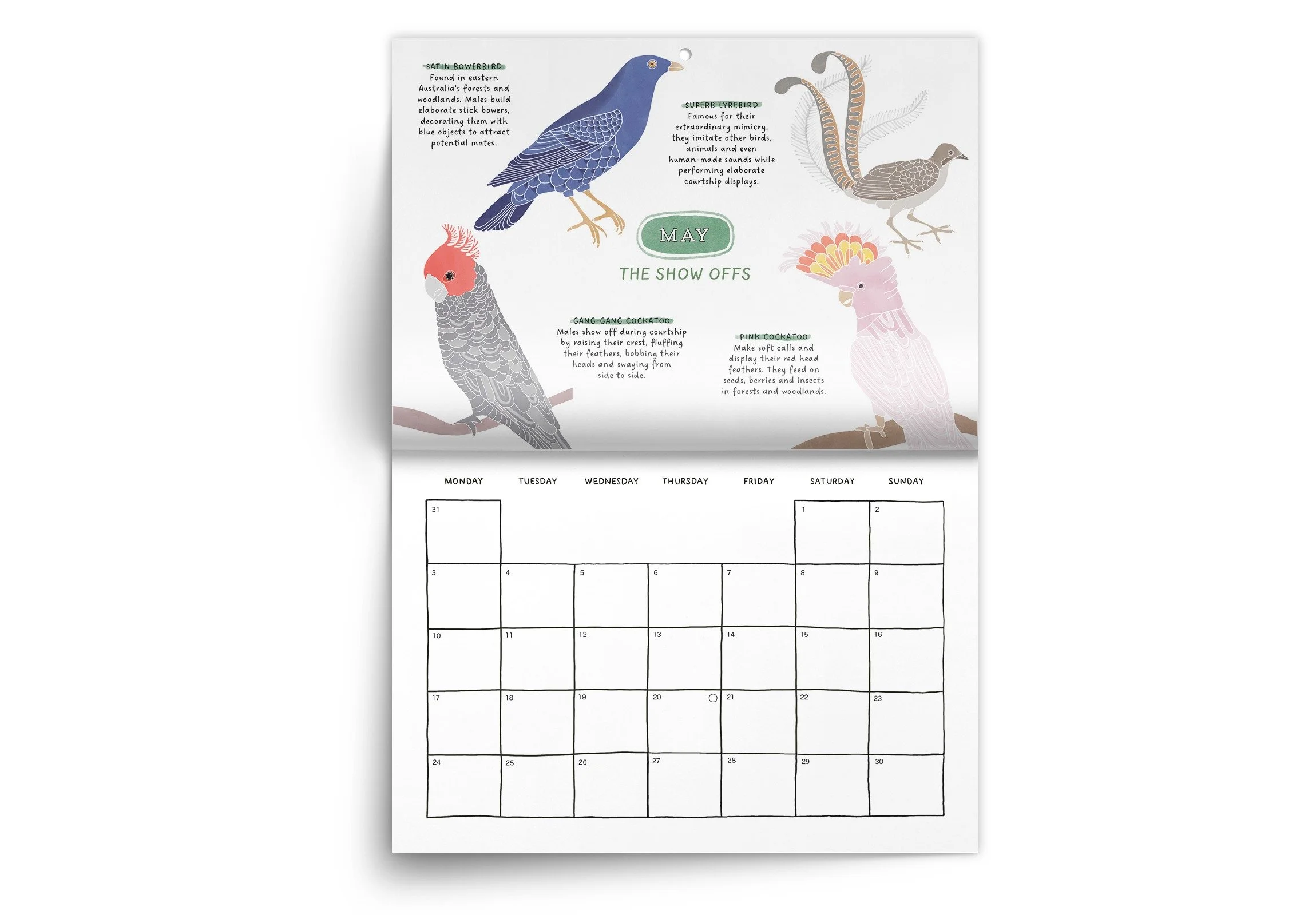 BIRDS_27_2.jpeg