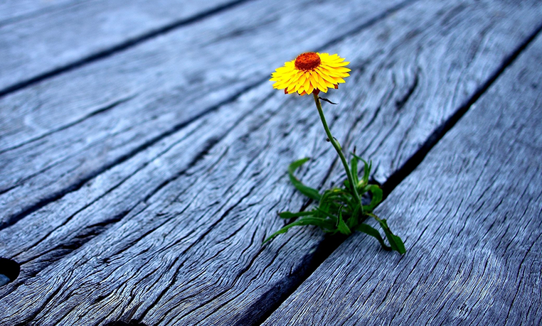 Flower growing in natural light, representing growth and resilience