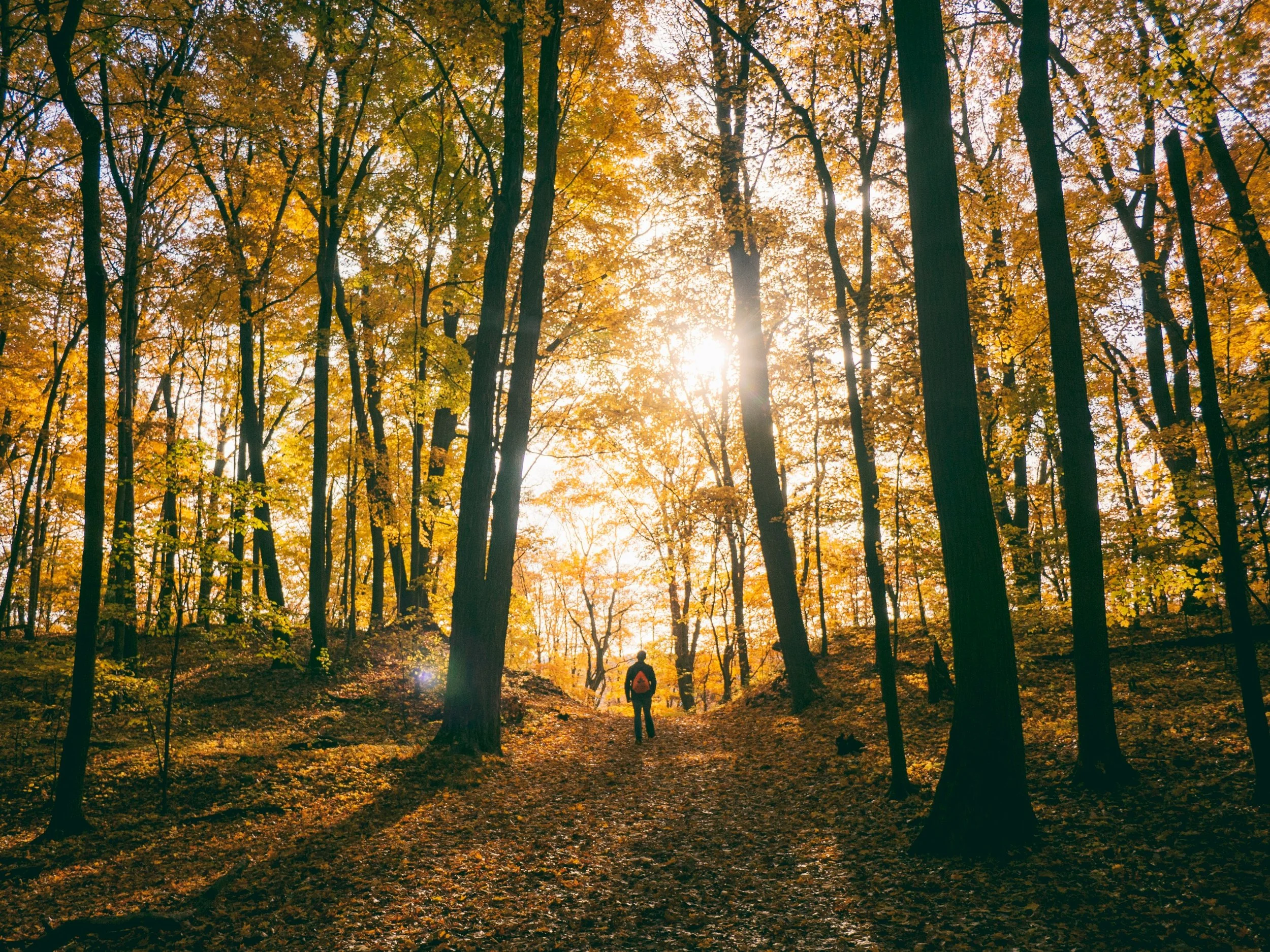 Person standing in a forest with sunlight filtering through trees, representing reflection and personal growth